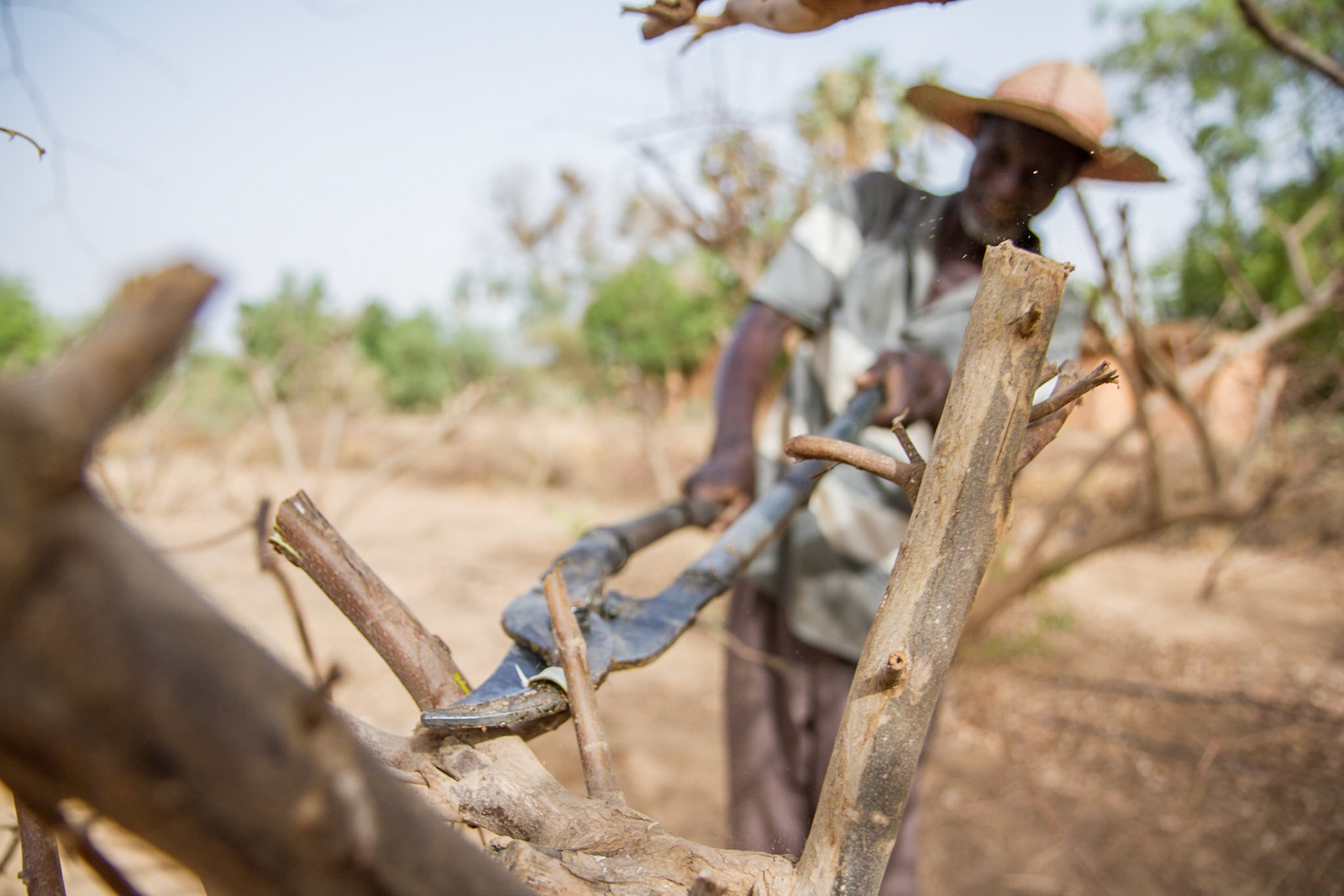 Niamey, Niger. A gardener prunes trees at the Centre Regional de Formation et d'Application en Agrométéorologie et Hydrologie Opérationnelle. Taken May 8, 2012.