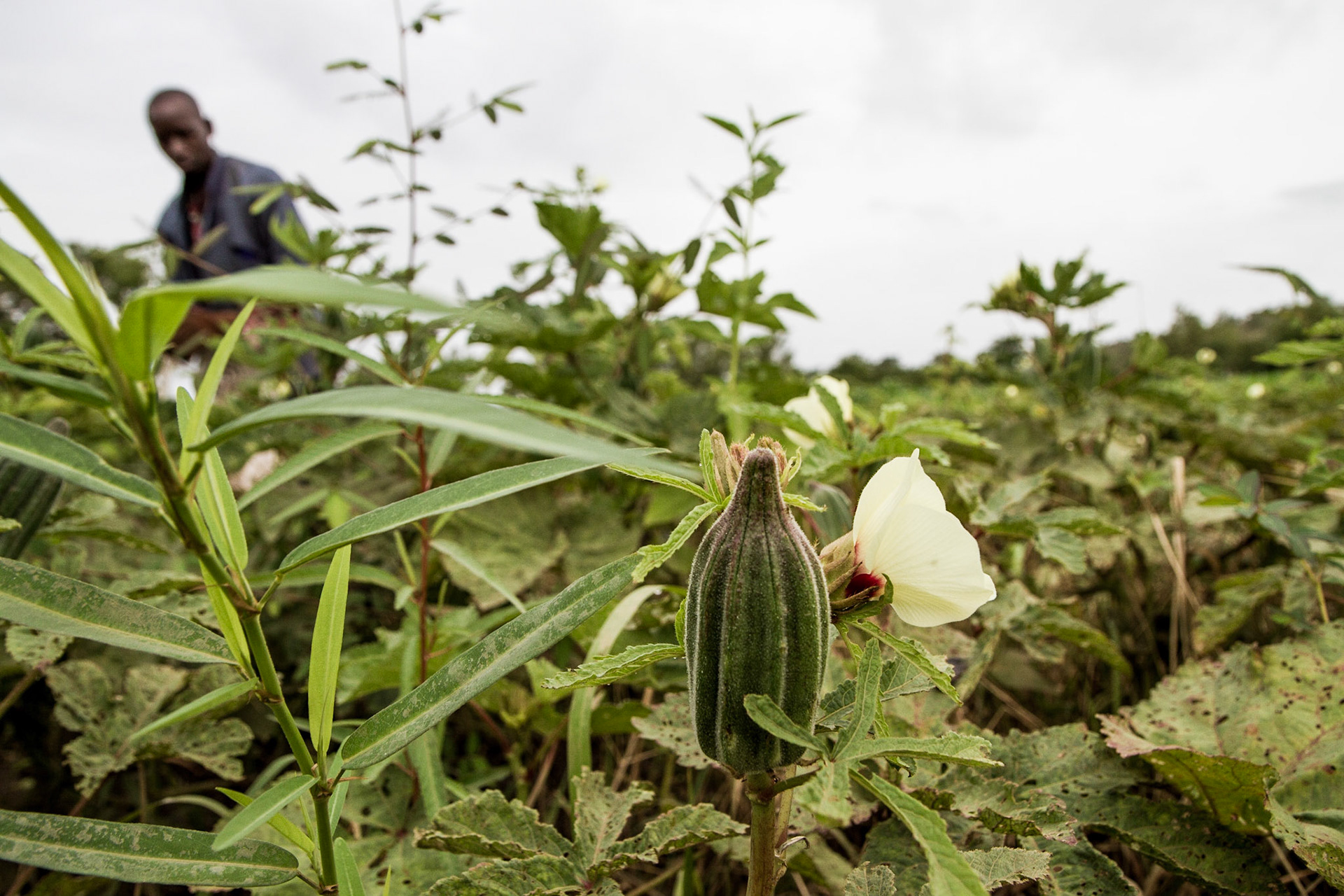 Loulouni, Mali. Issiakia Traore tends to his okra plants. Taken July 4, 2012.