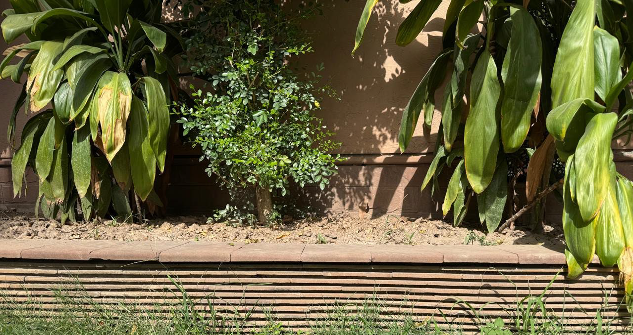 Flowerbed