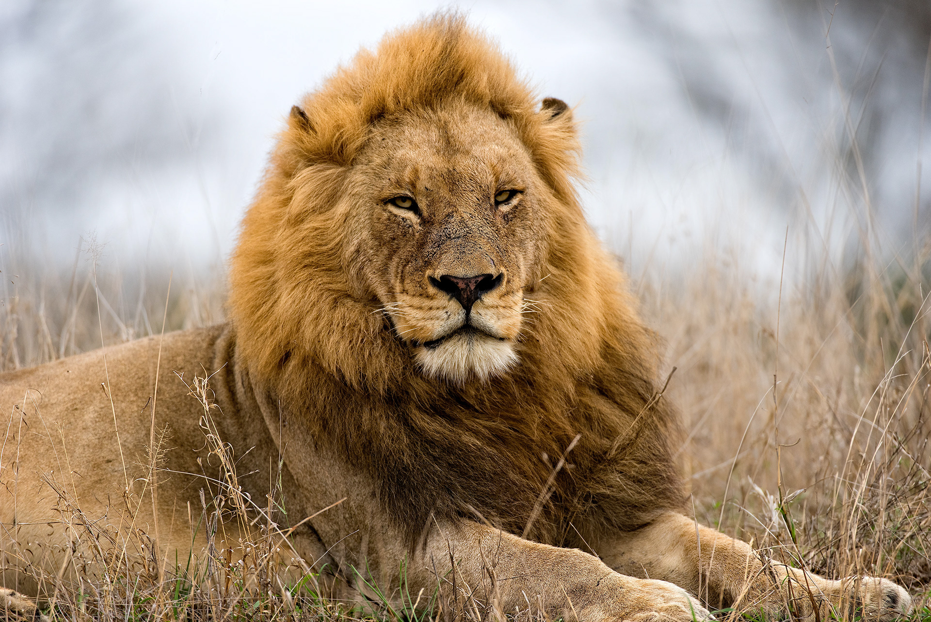 Mala Mala, South Africa