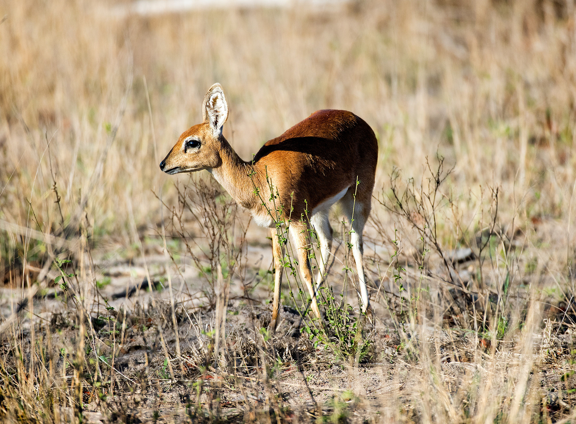 Dik-Dik, Mala Mala, South Africa