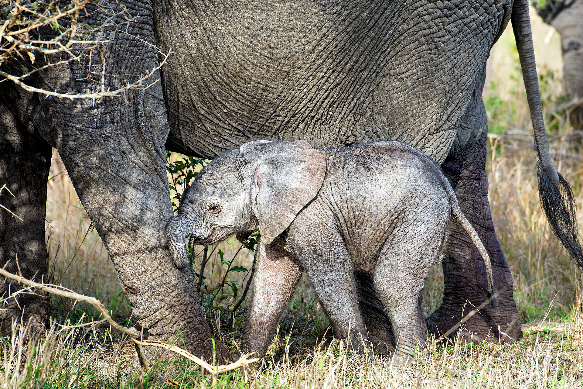Mala Mala, South Africa