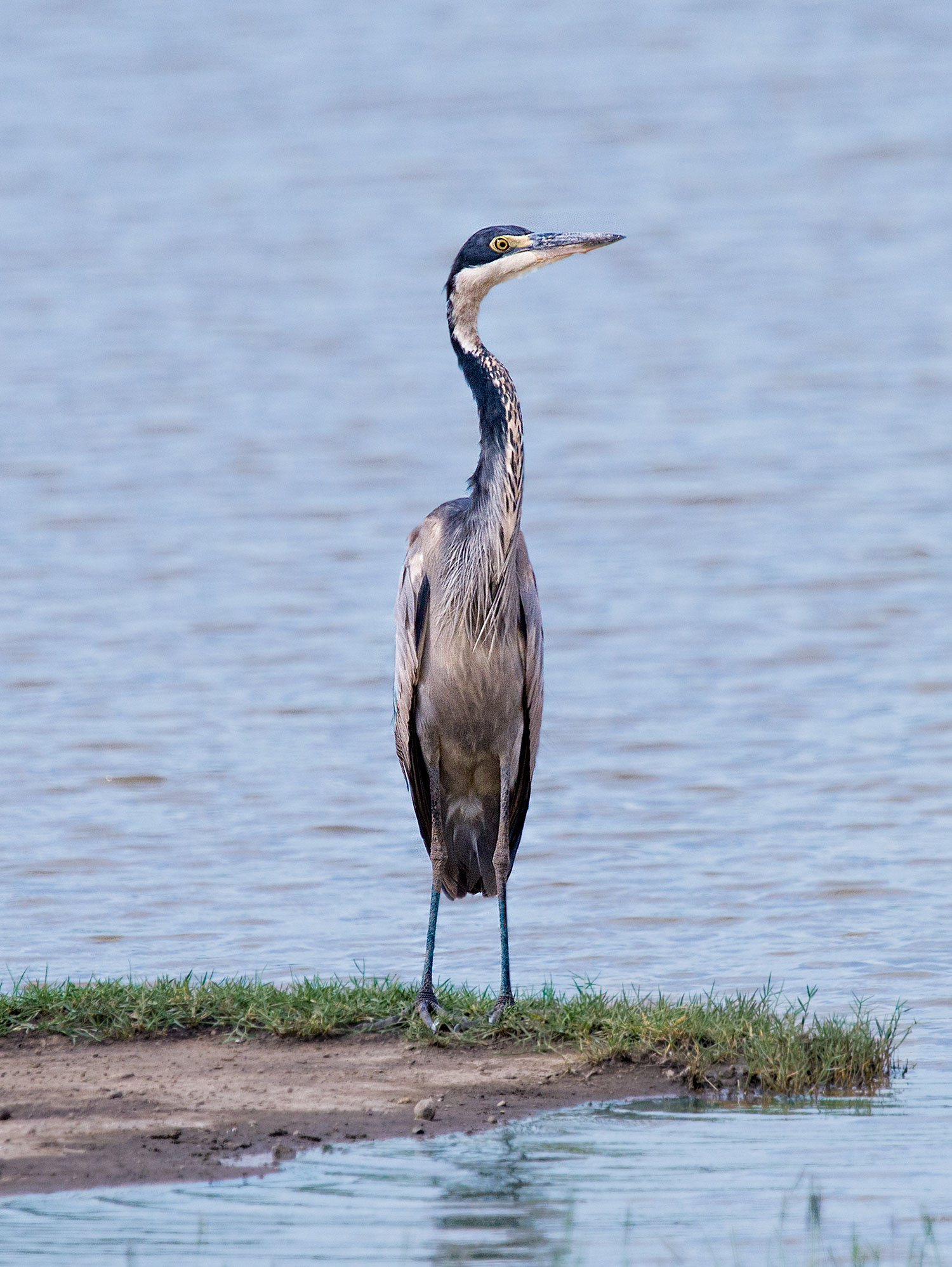 Ndutu, Tanzania