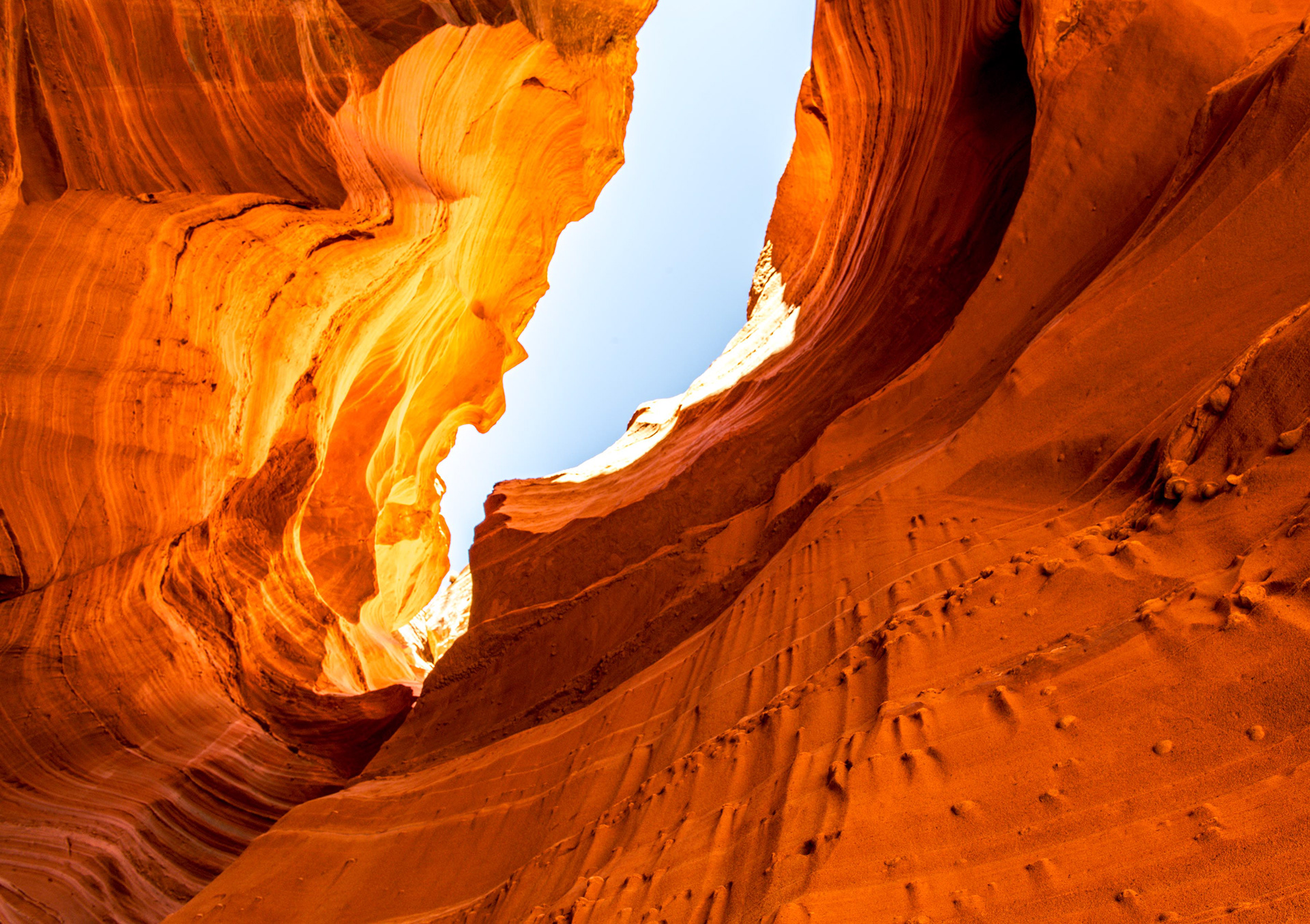Antelope Cardiac 