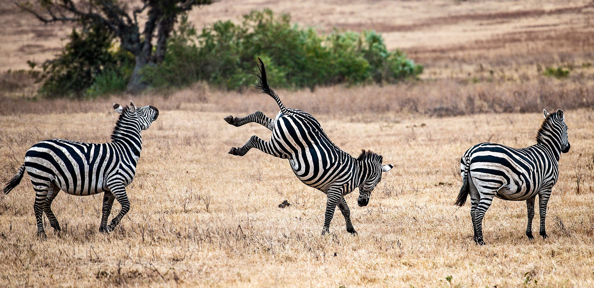 Ngorongoro Crater