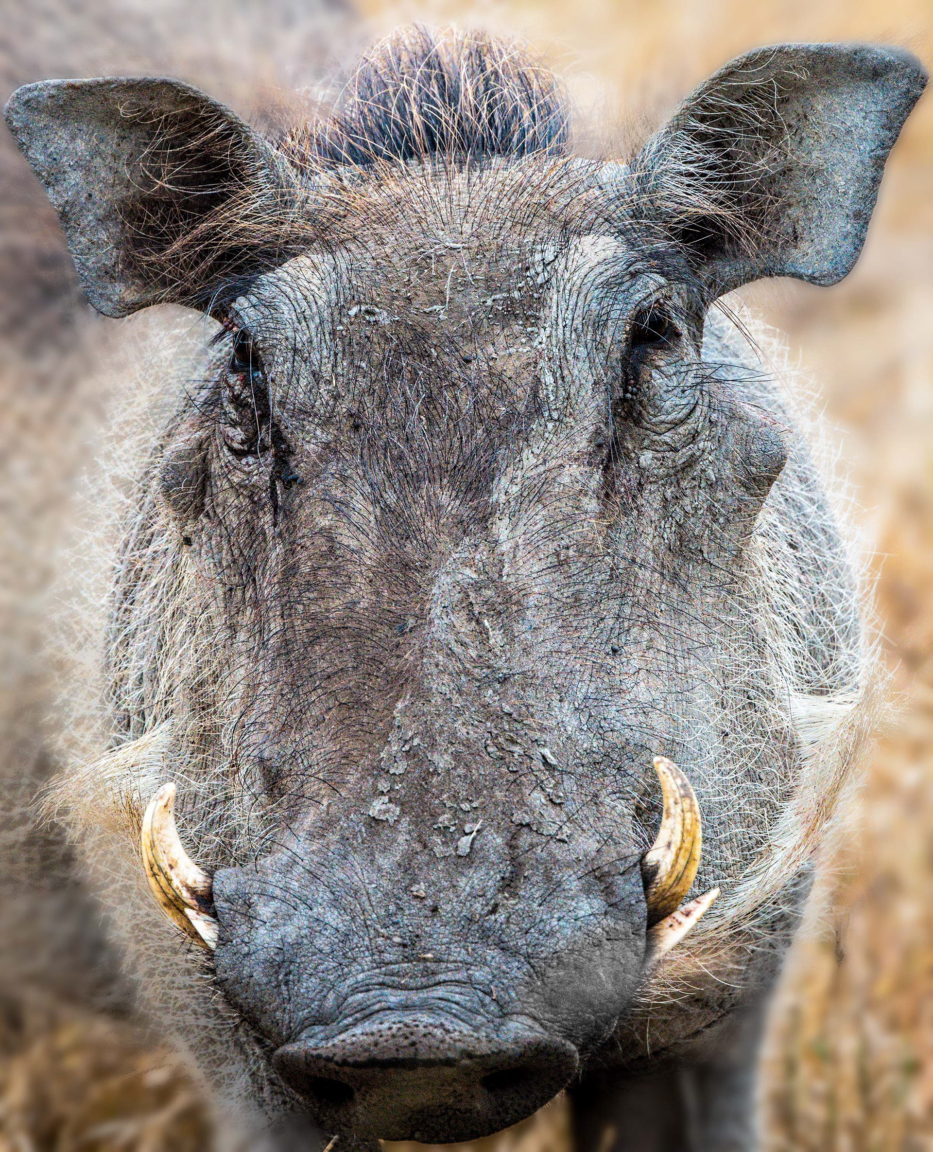 Ngorongoro Crater