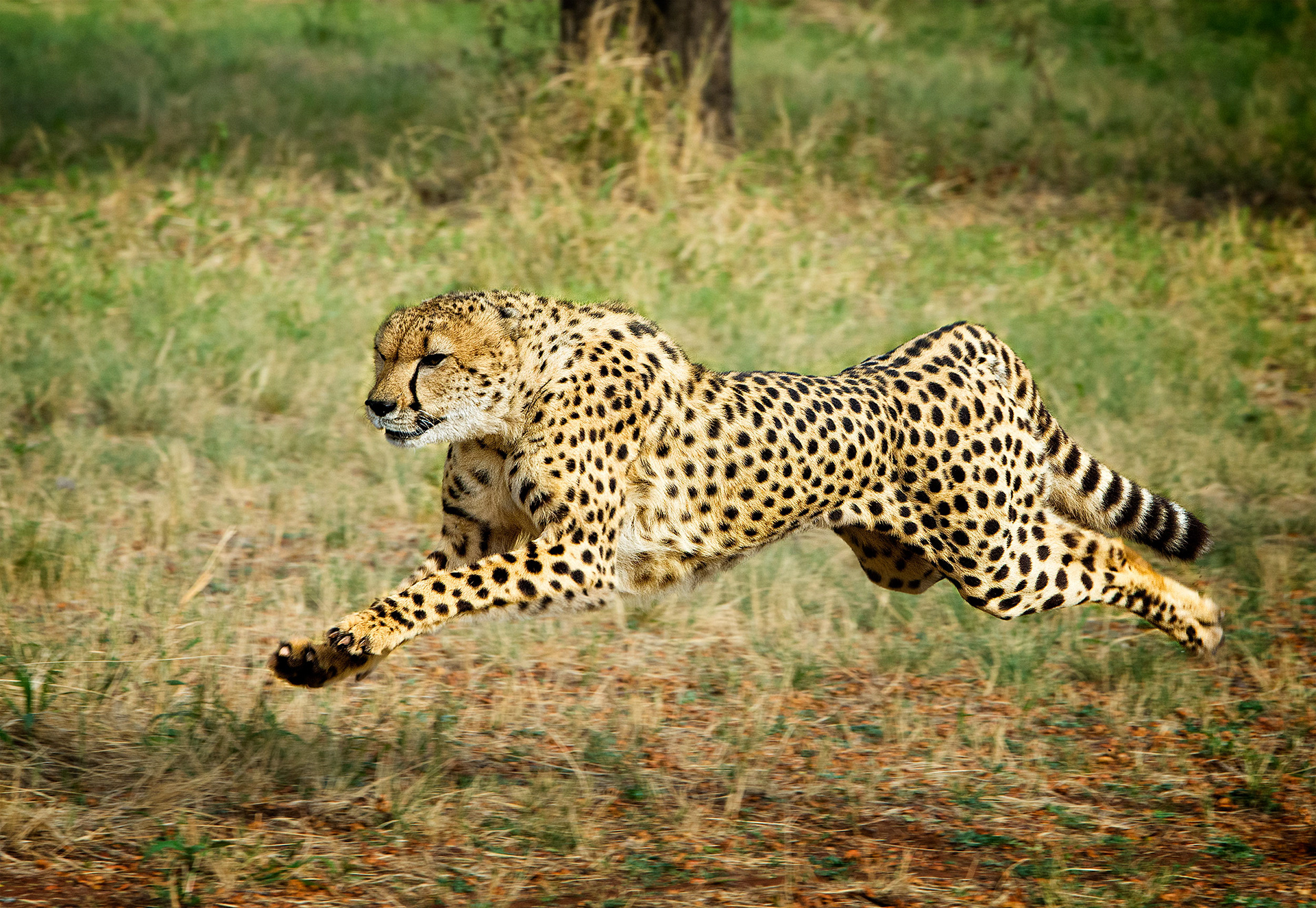 DeWildt Cheetah Center, South Africa