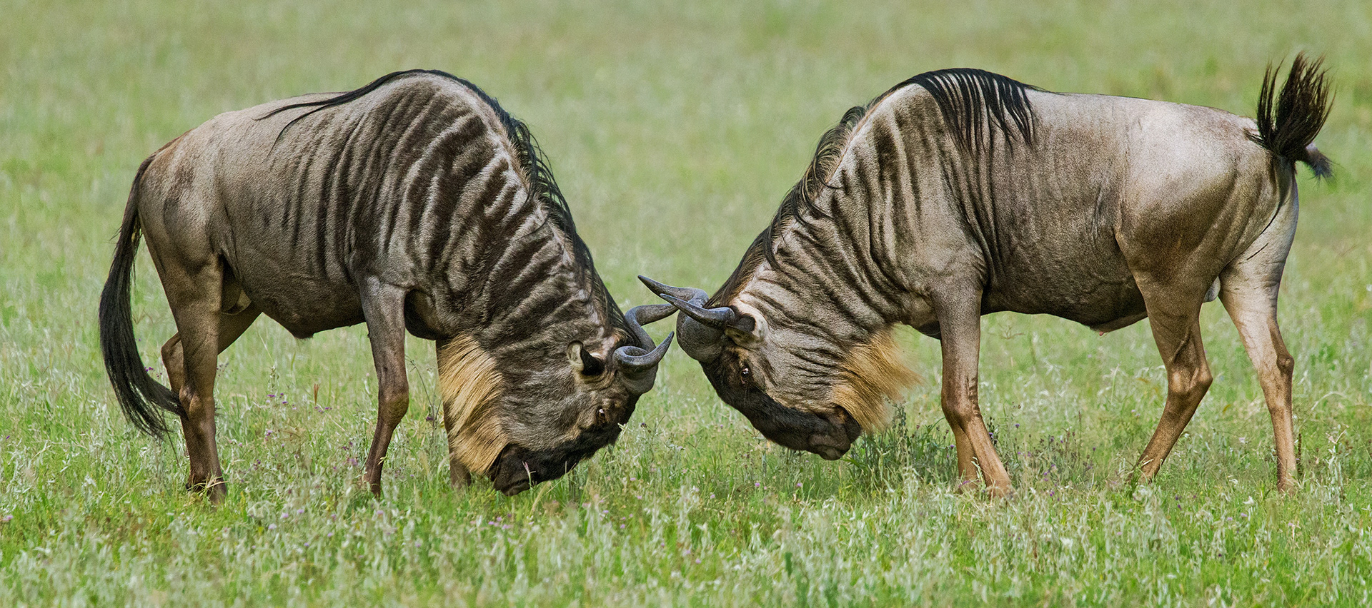 Ngorongoro Crater, Tanzania