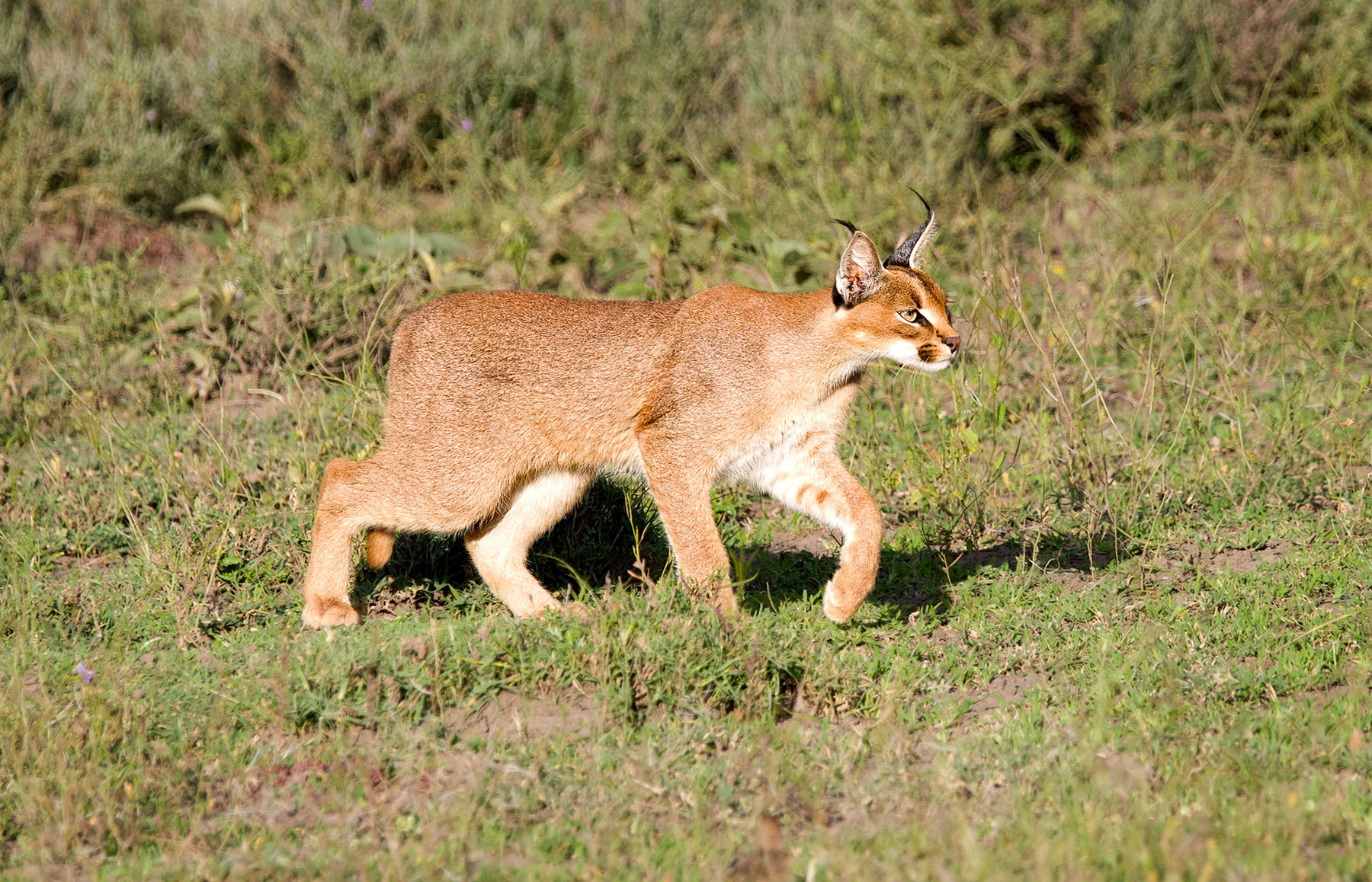 Ndutu, Tanzania
