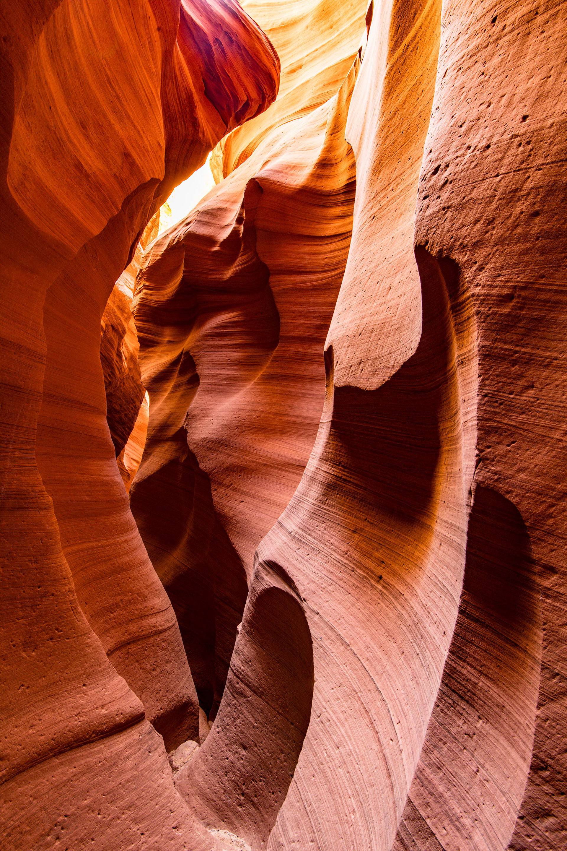 Antelope Cardiac 