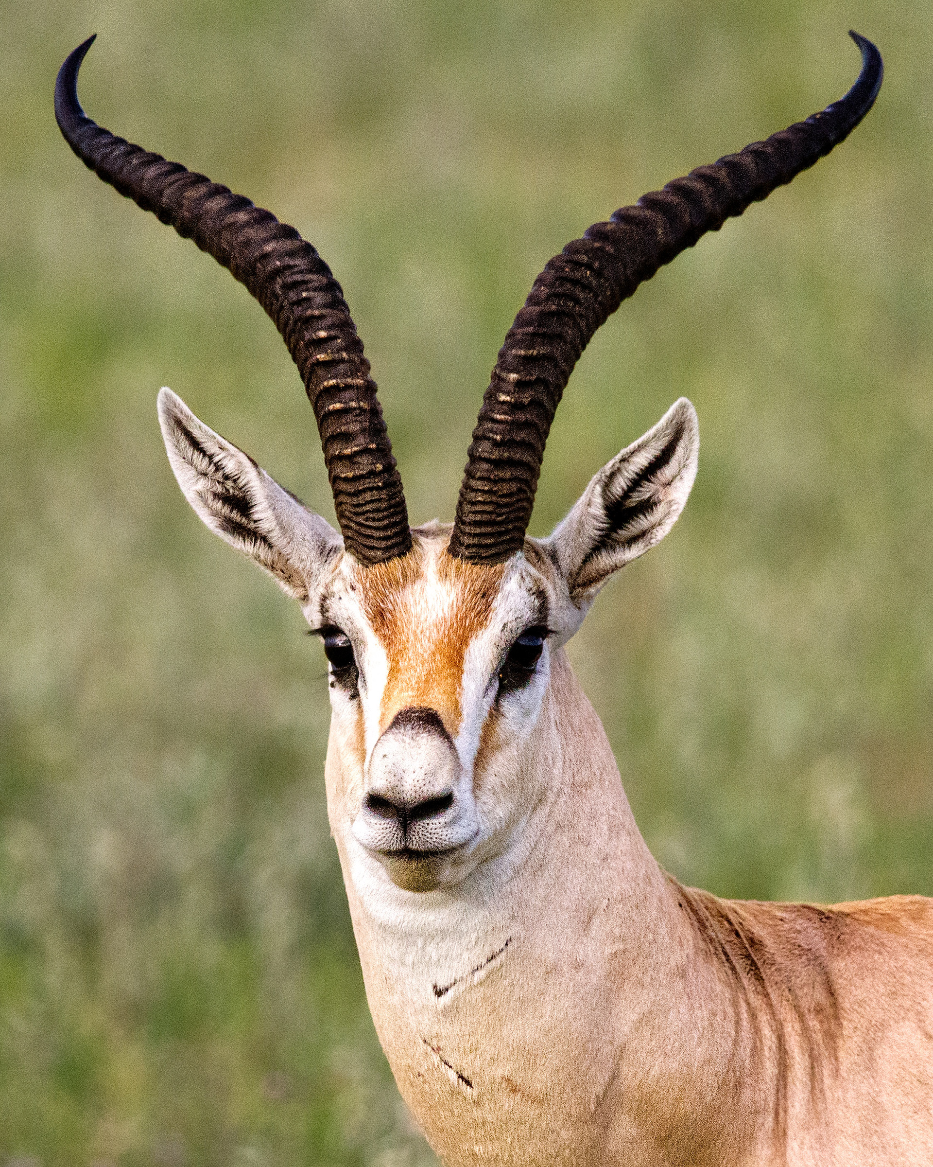 Ngorongoro Crater, Tanzania