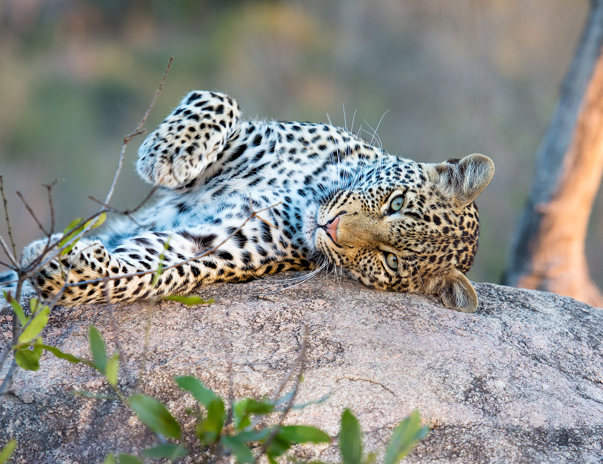 Mala Mala, South Africa