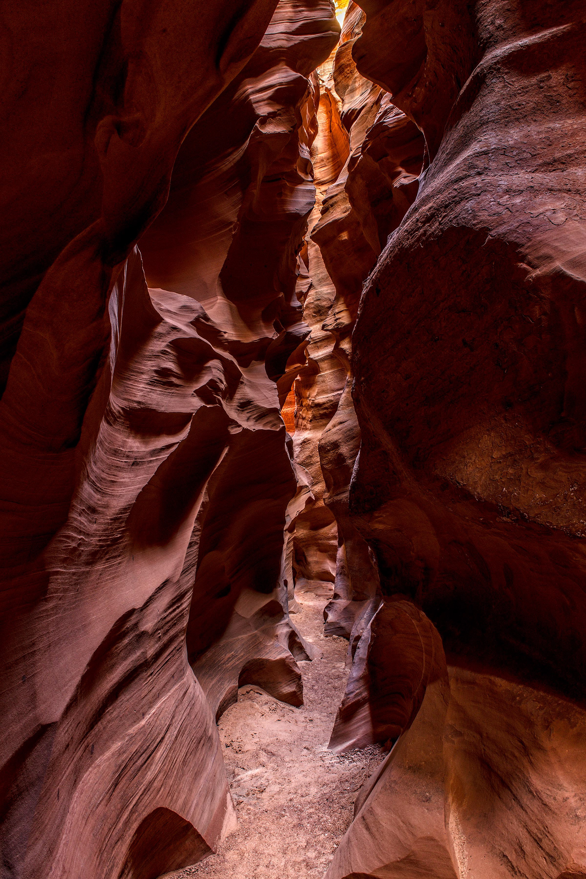 Antelope Cardiac 