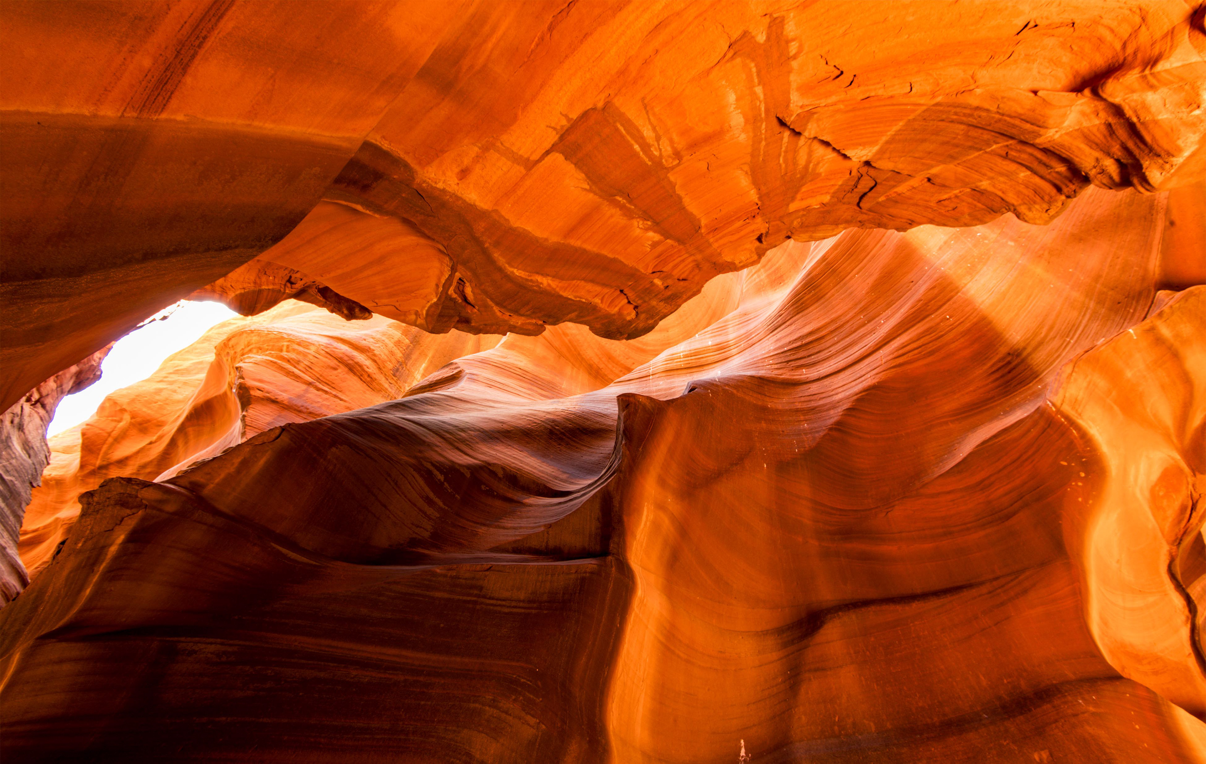 Antelope Cardiac 