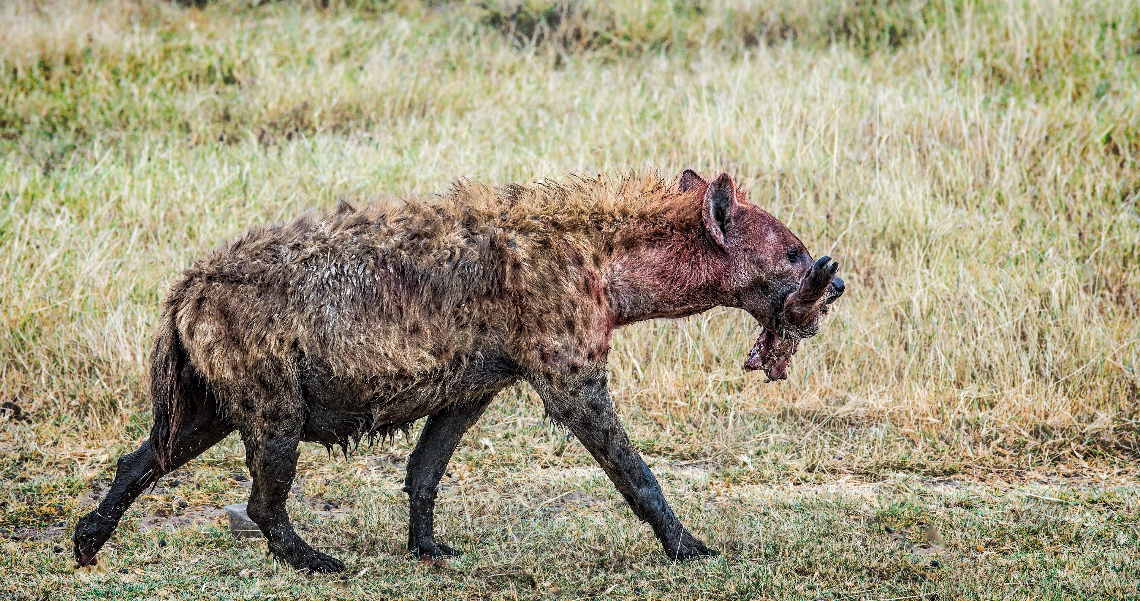 Ngorongoro Crater