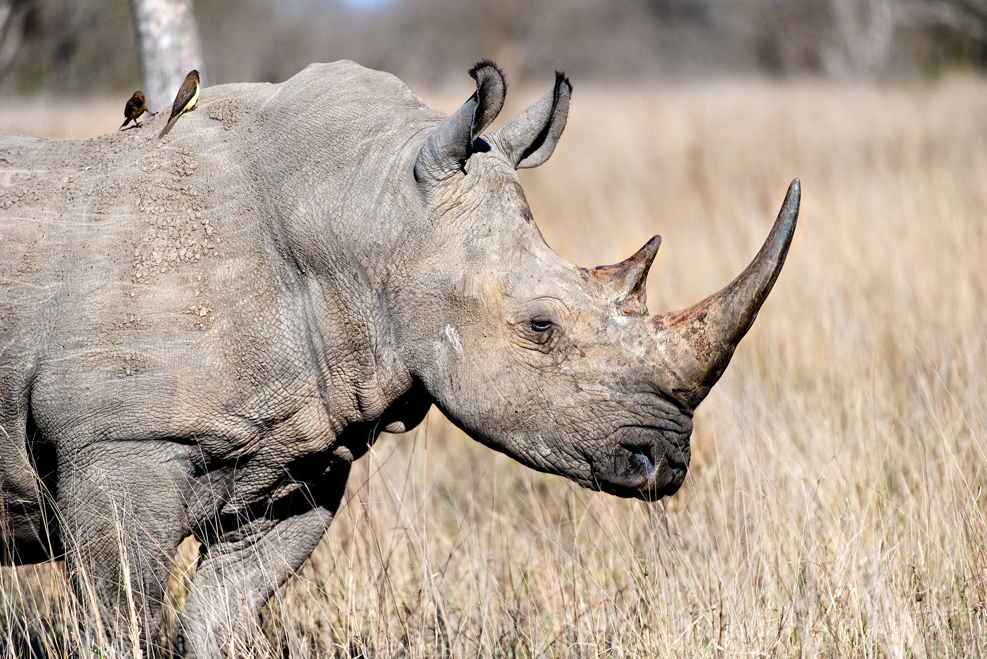 Mala Mala, South Africa