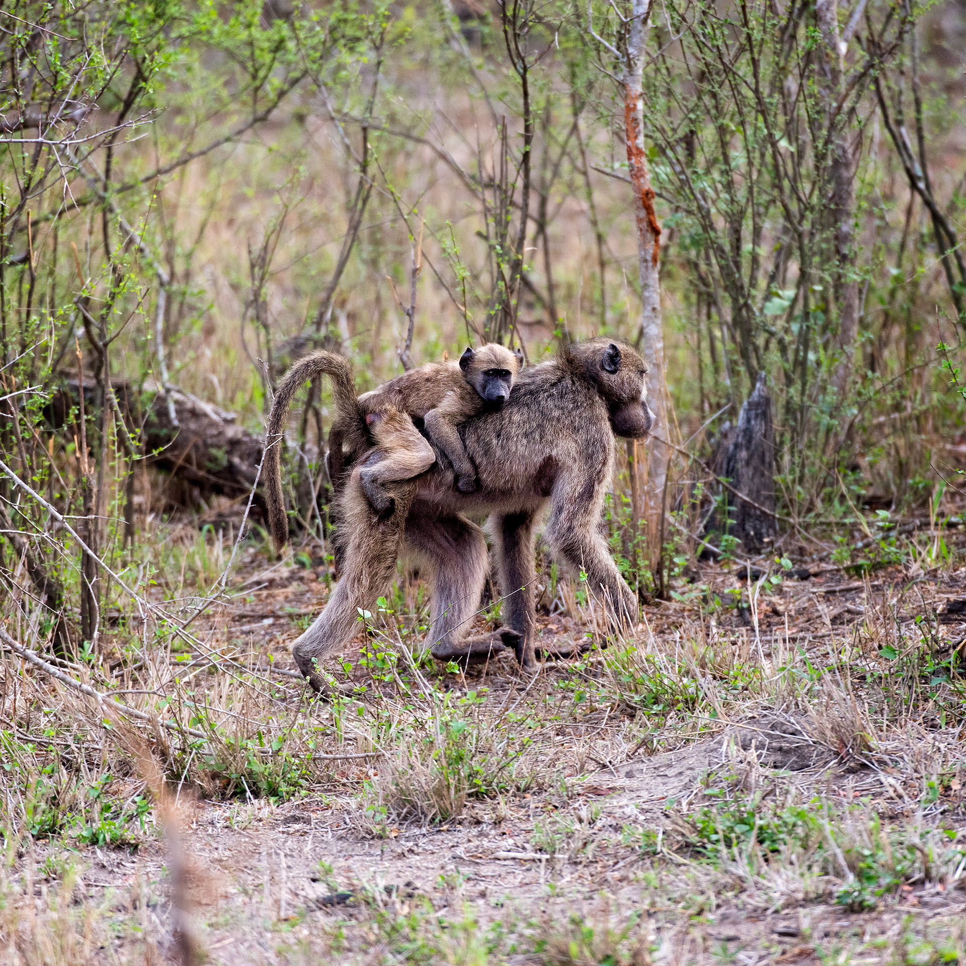 Mala Mala, South Africa