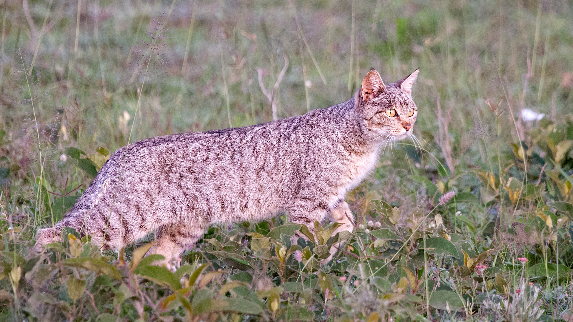 Ndutu, Tanzania