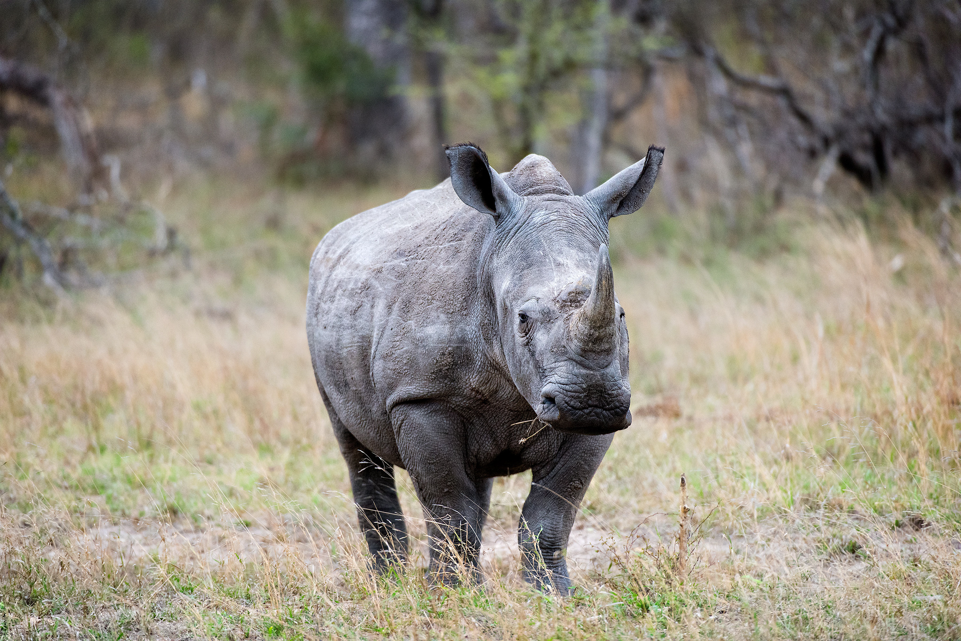 Mala Mala, South Africa