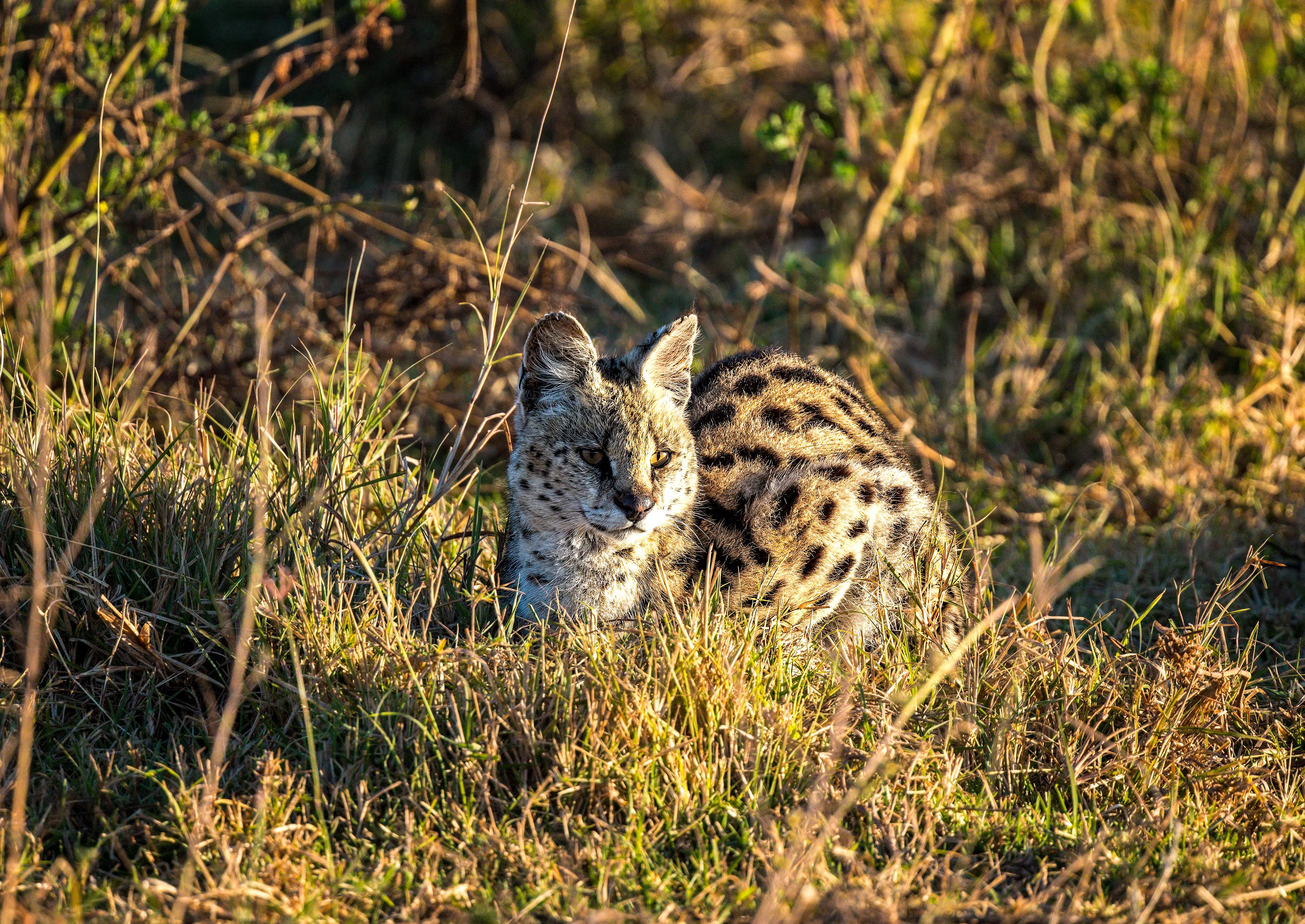 Ngorongoro Crater