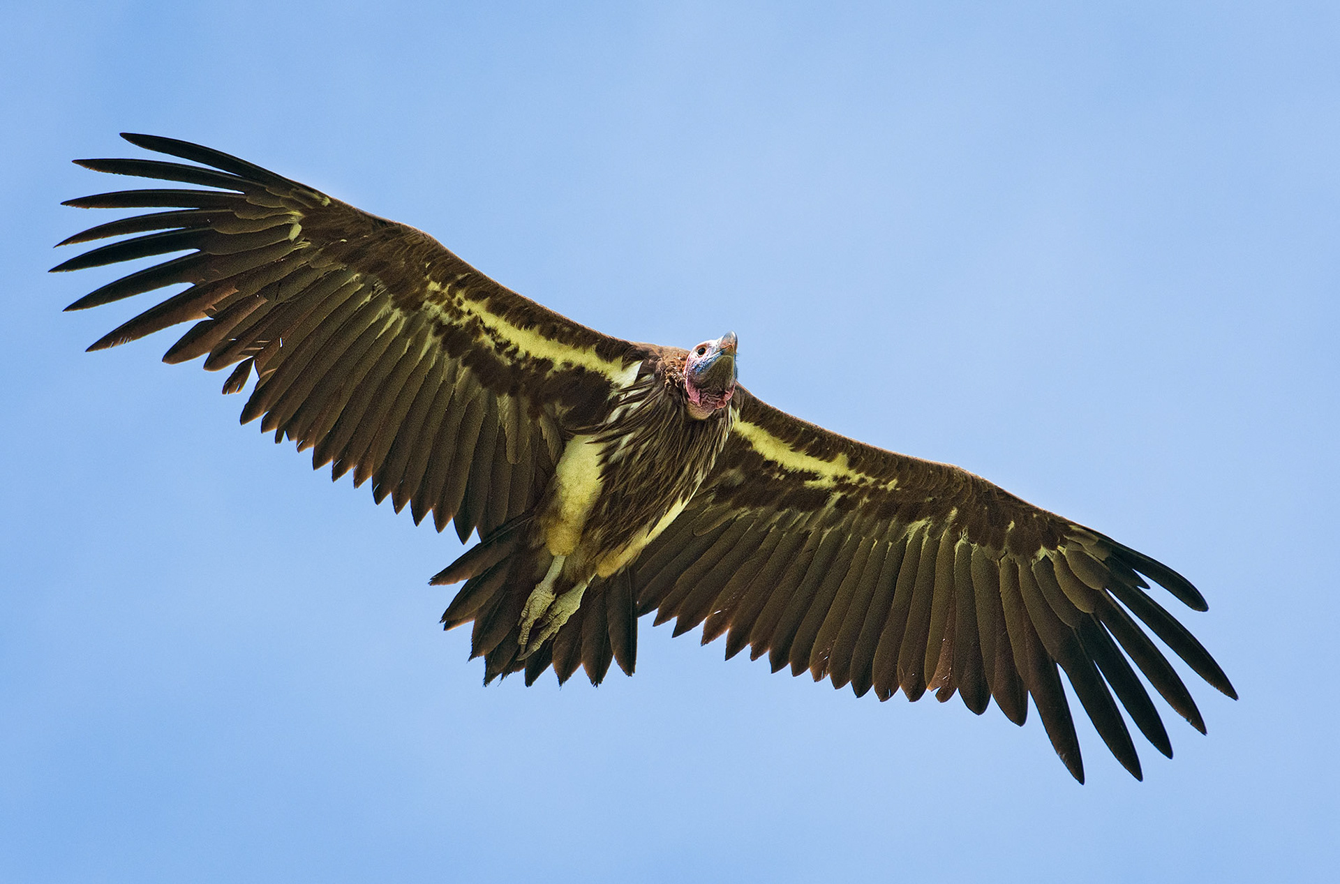 Ndutu, Tanzania