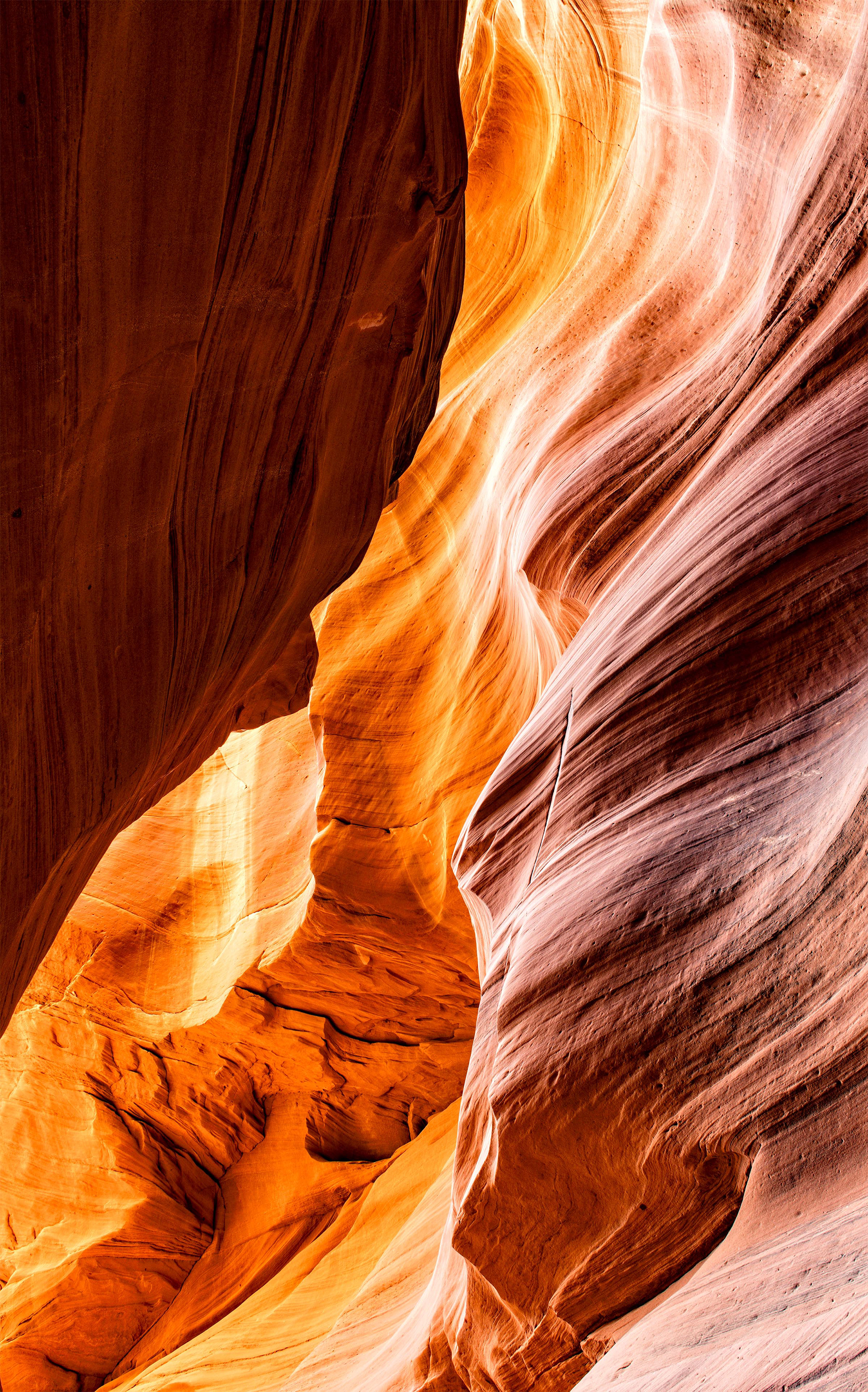 Antelope Cardiac 