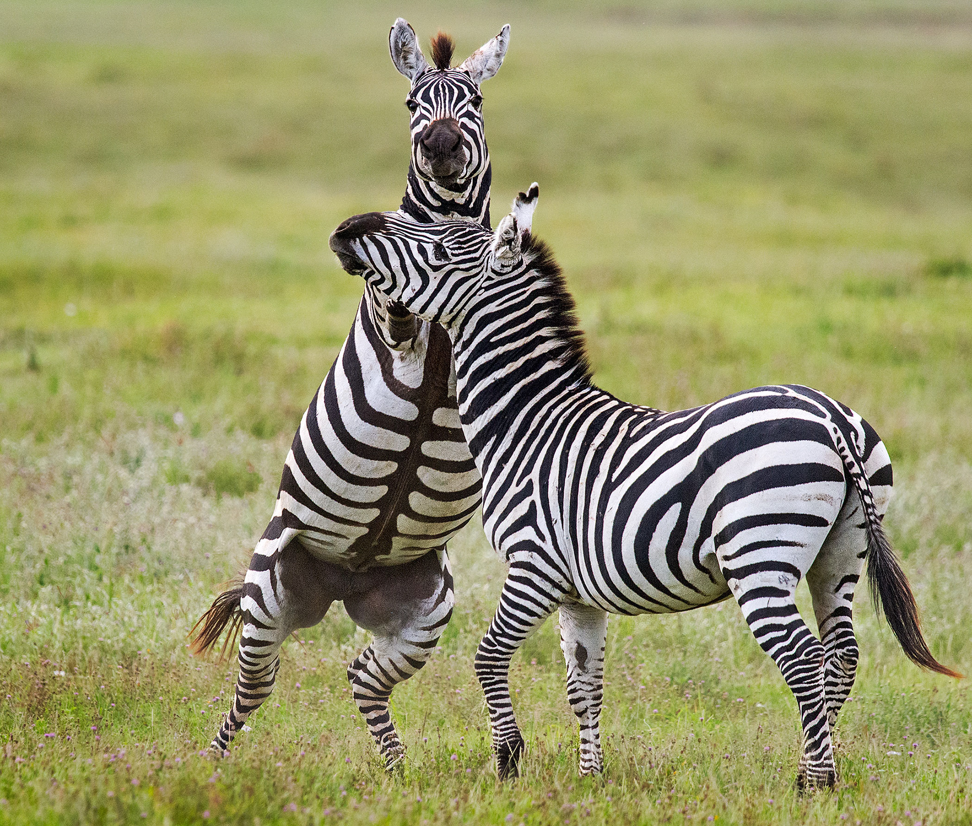 Ngorongoro Crater, Tanzania