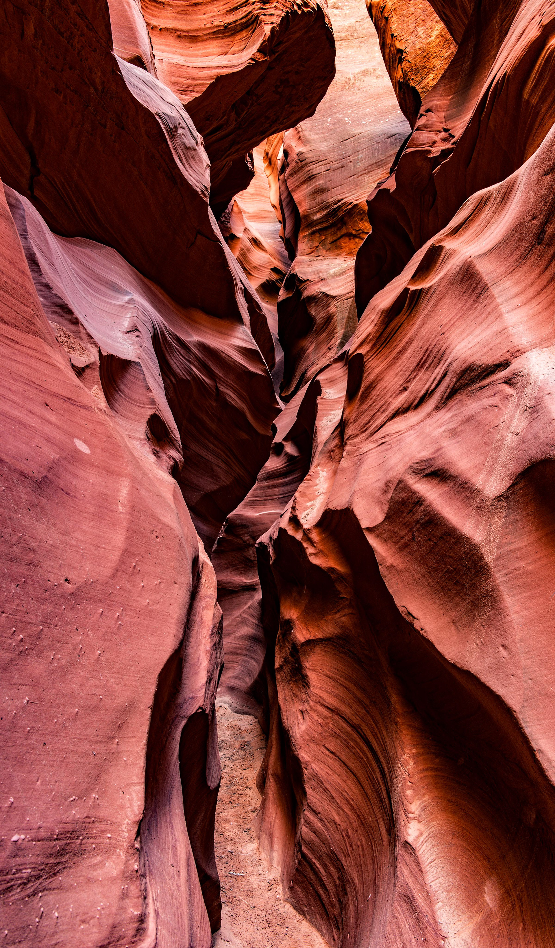 Antelope Cardiac 