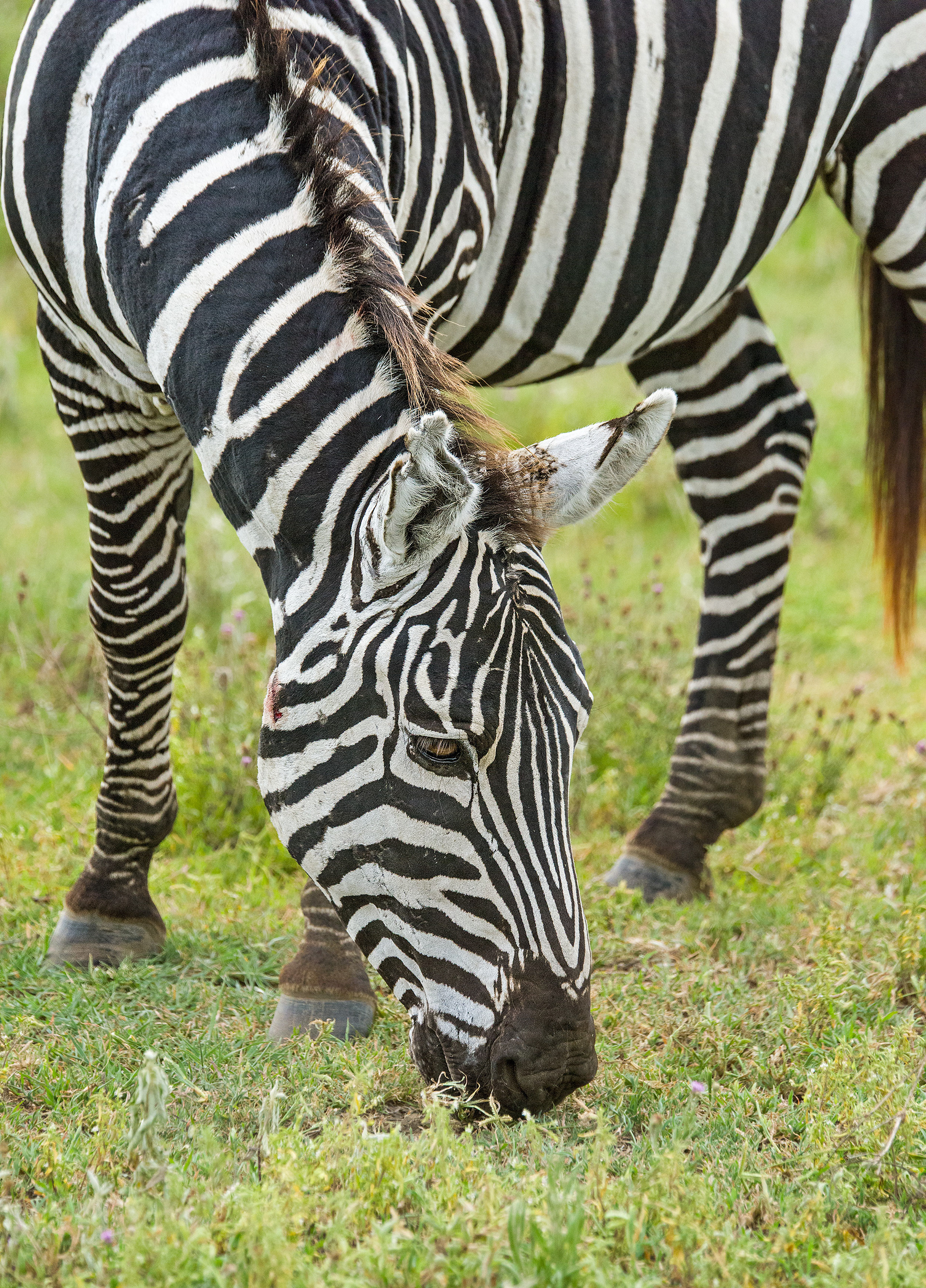 Ngorongoro Crater, Tanzania