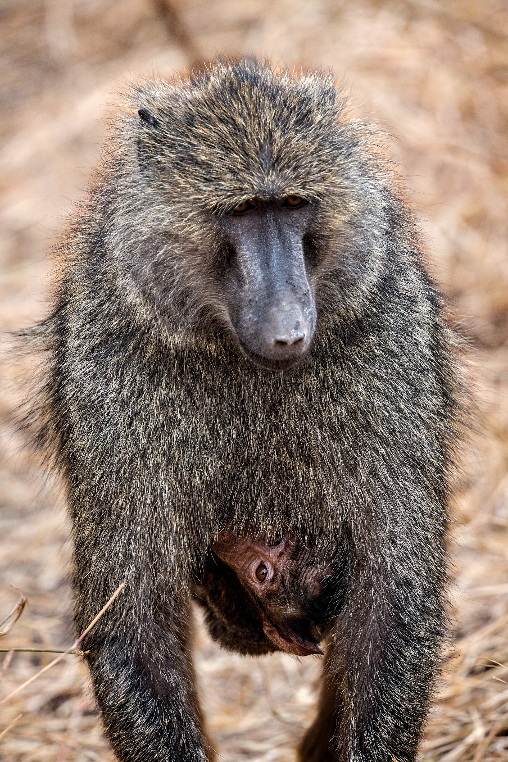 Ngorongoro Crater
