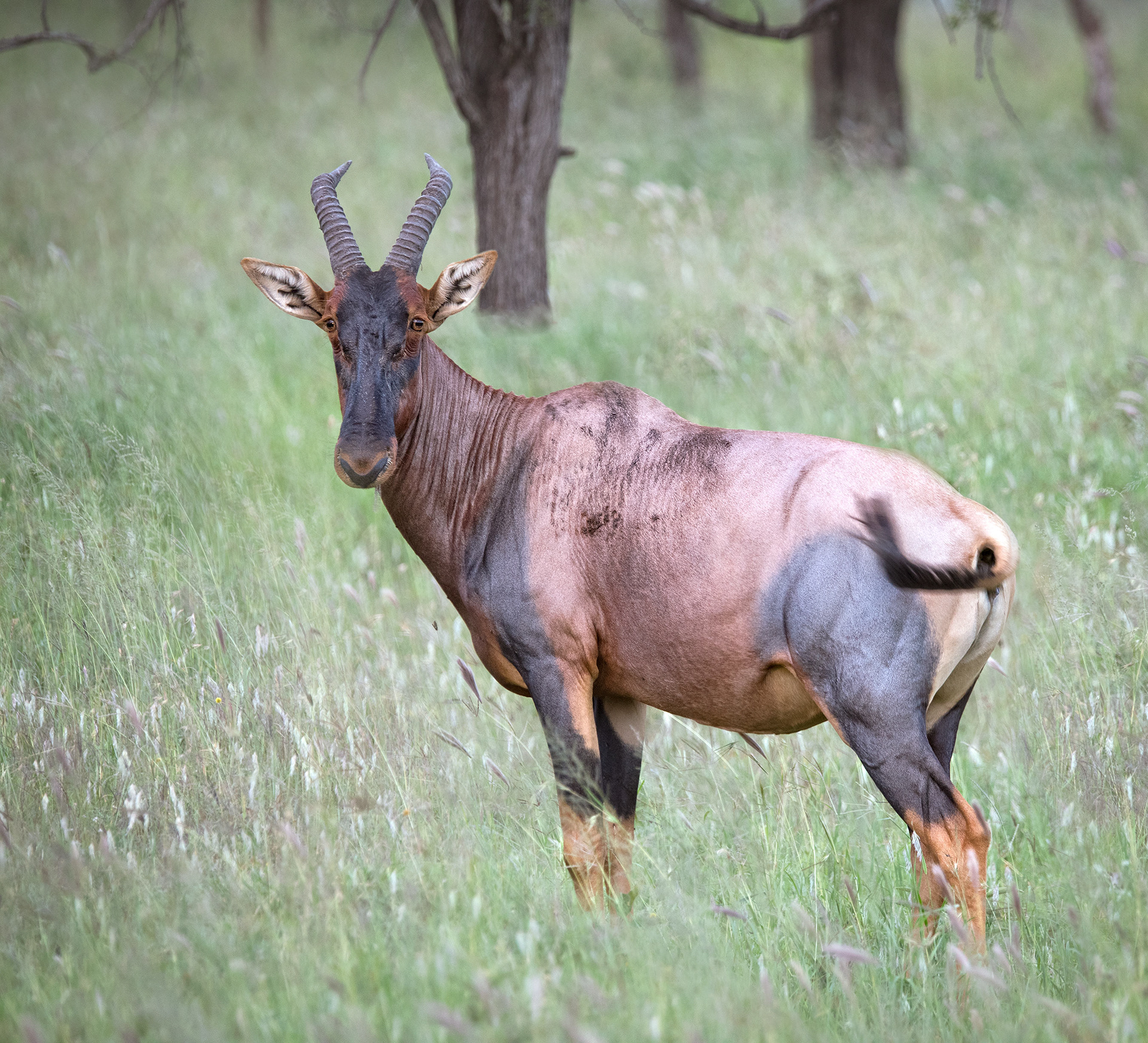 Serengeti
