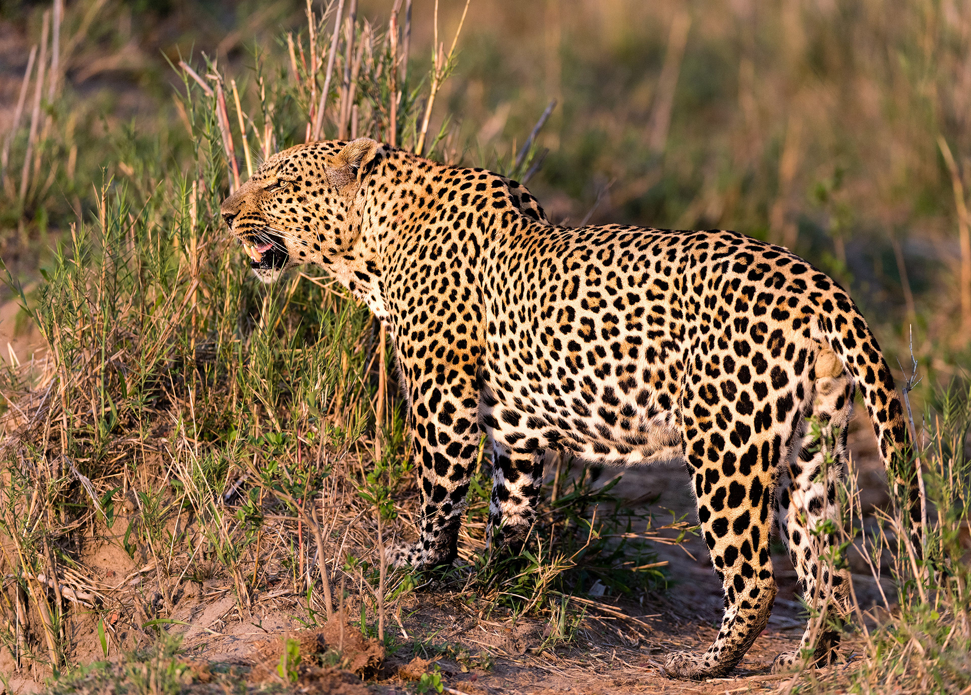 Mala Mala, South Africa