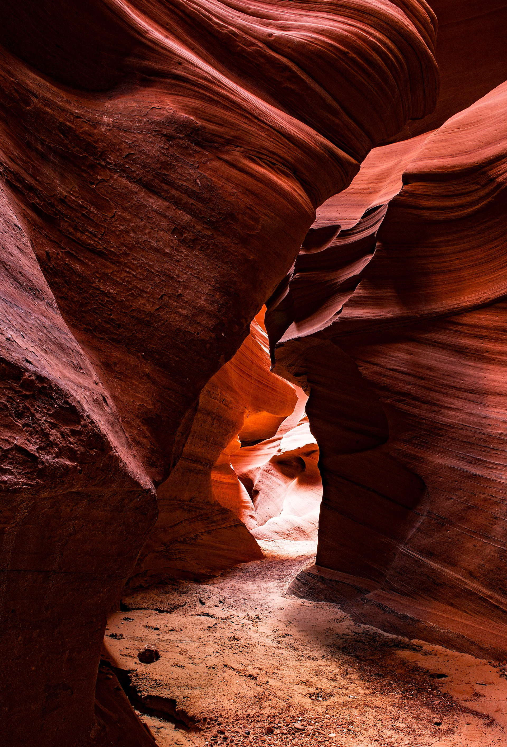 Antelope Cardiac 
