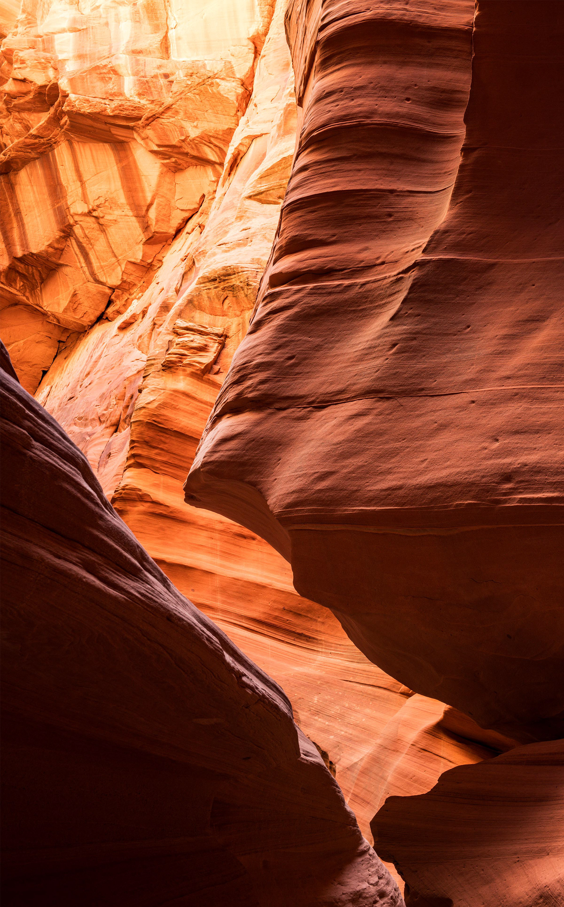 Antelope Cardiac 