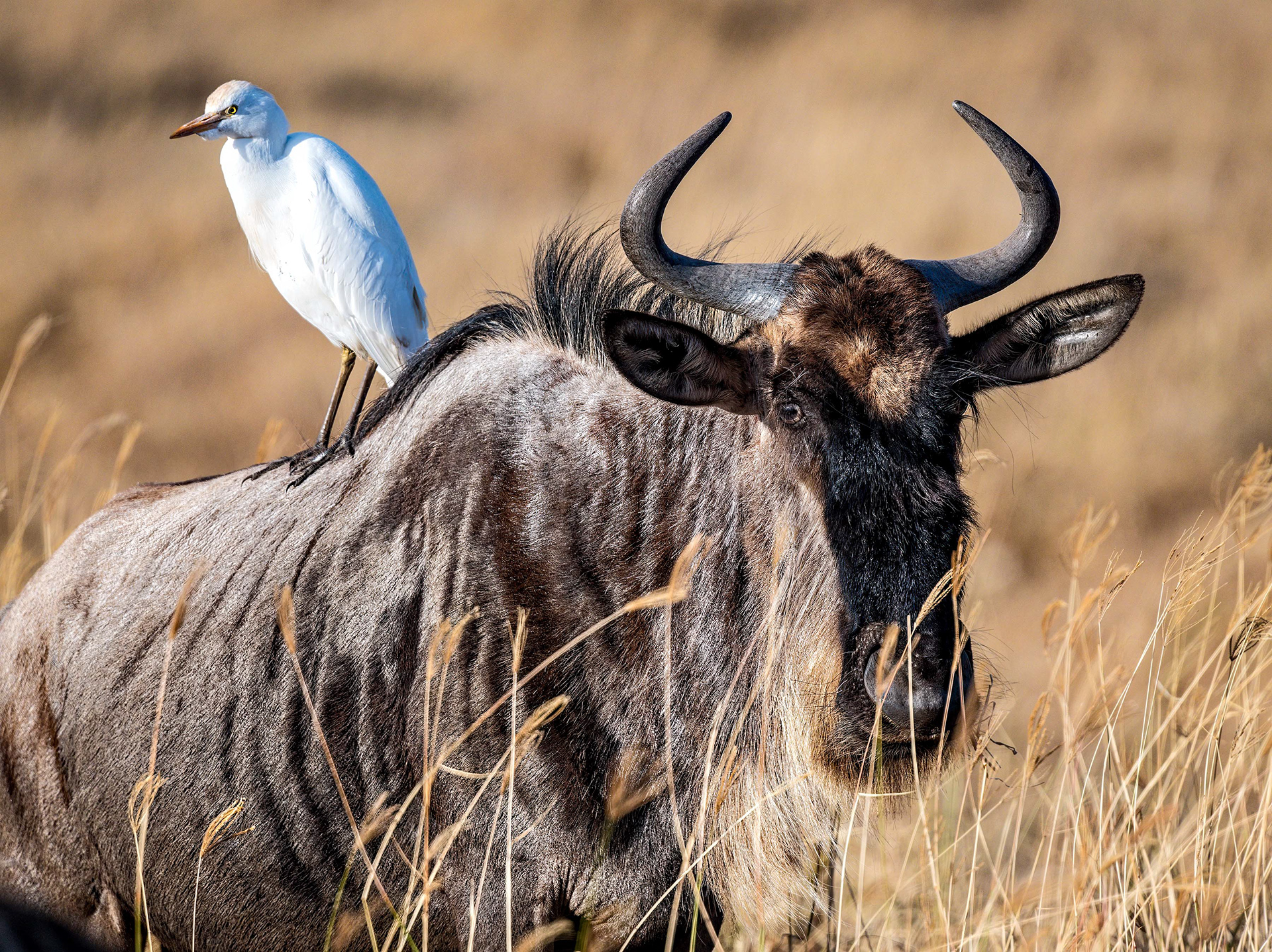 Ngorongoro Crater