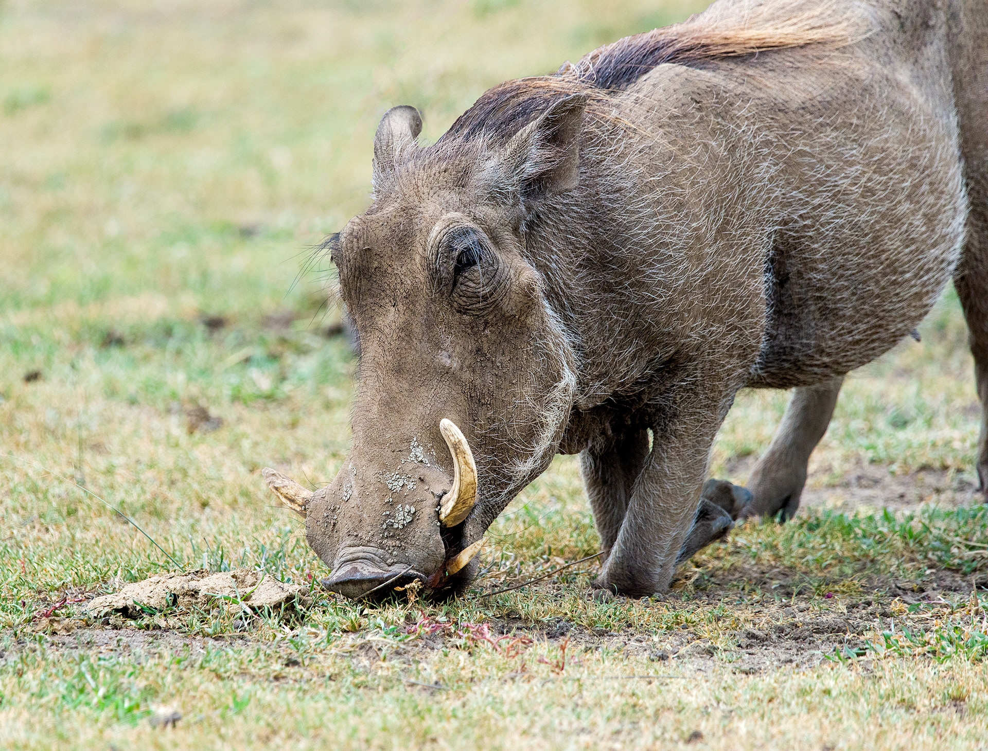 Ngorongoro Crater, Tanzania