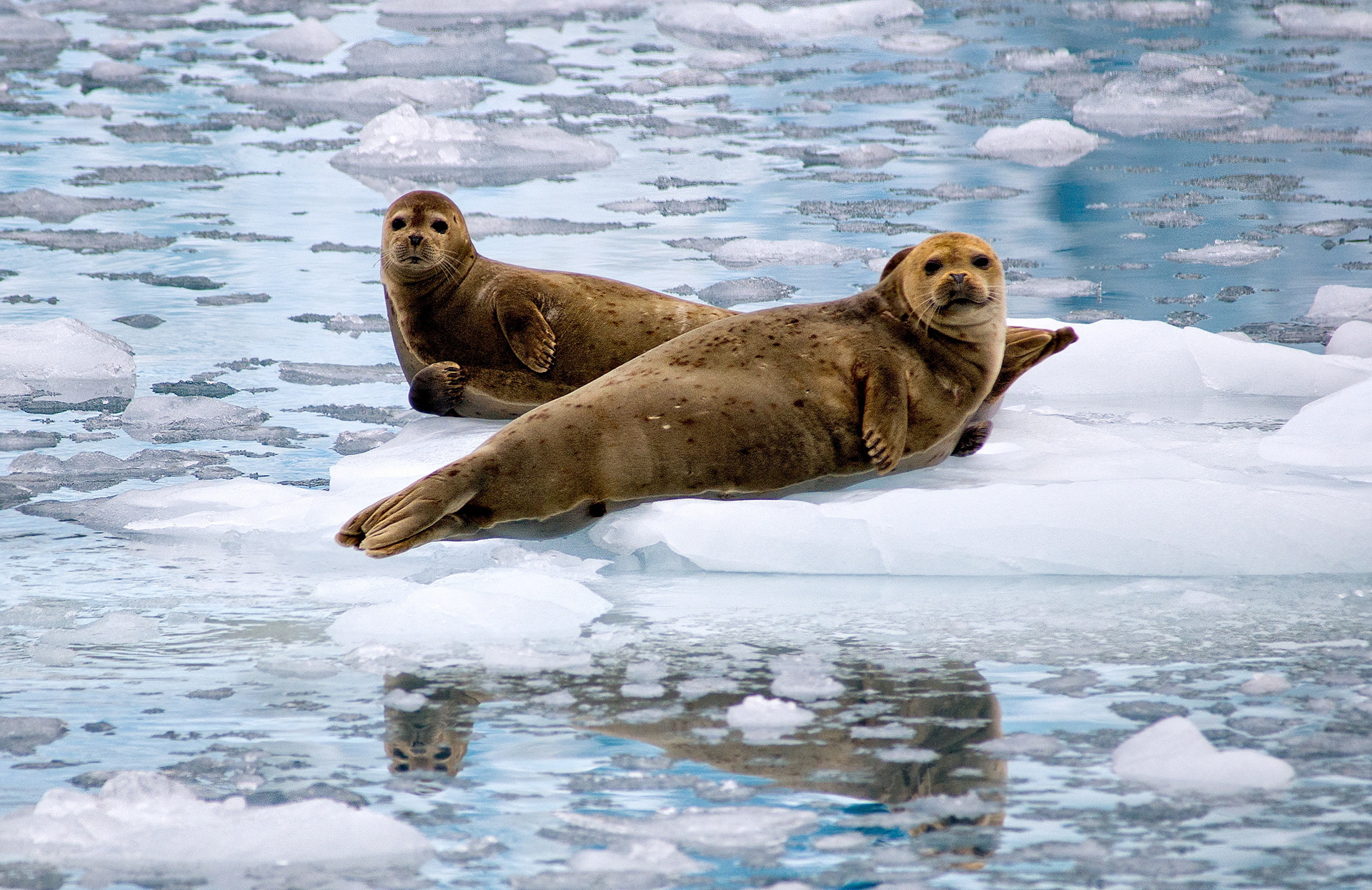 Prince William Sound