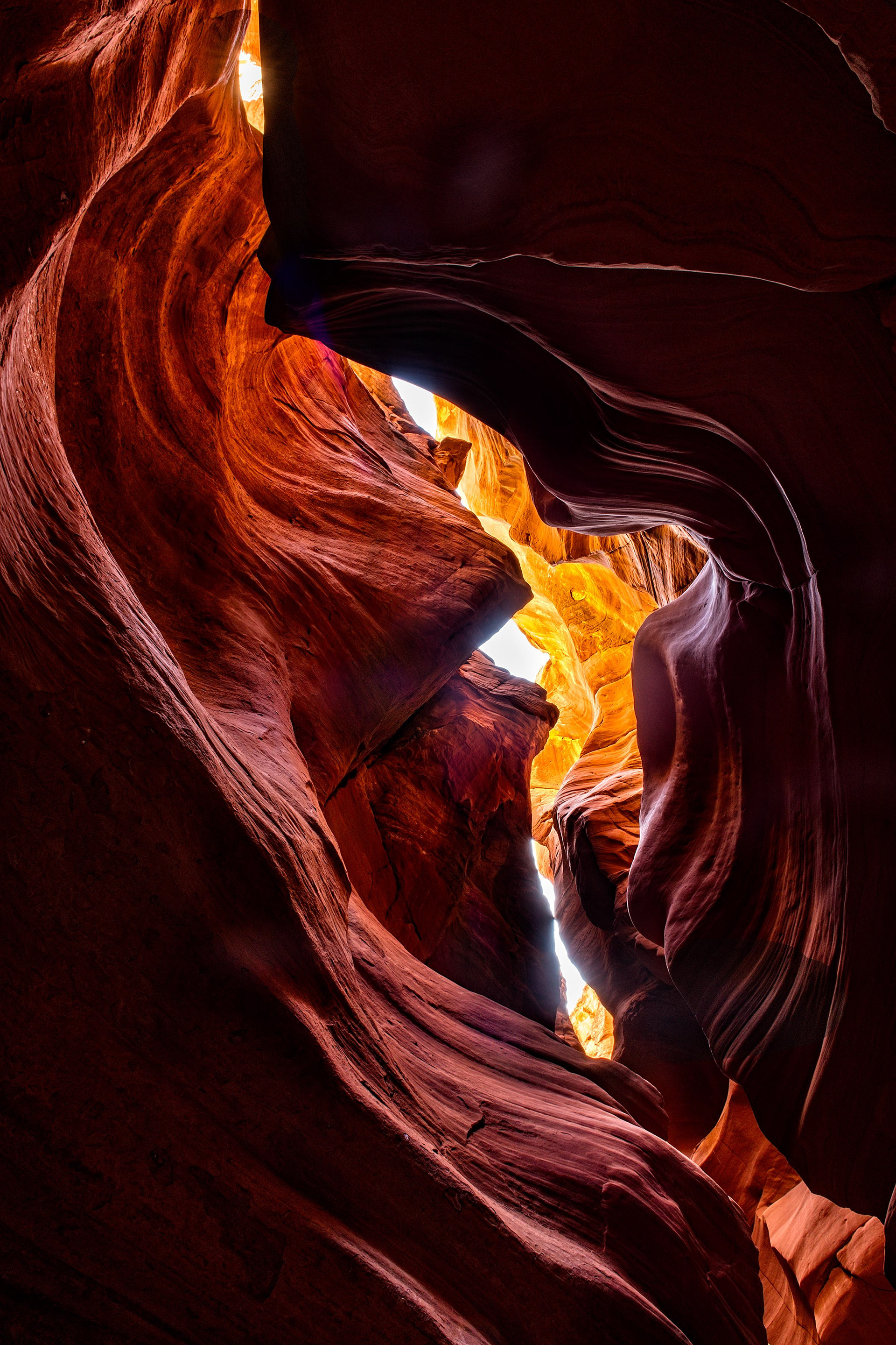 Antelope Cardiac 