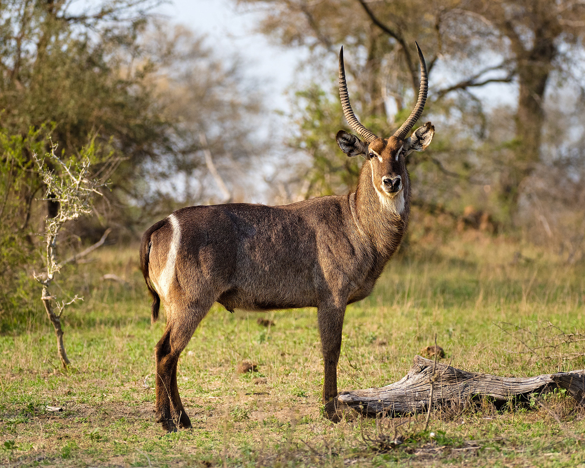 Waterbuck, Mala Mala, South Africa