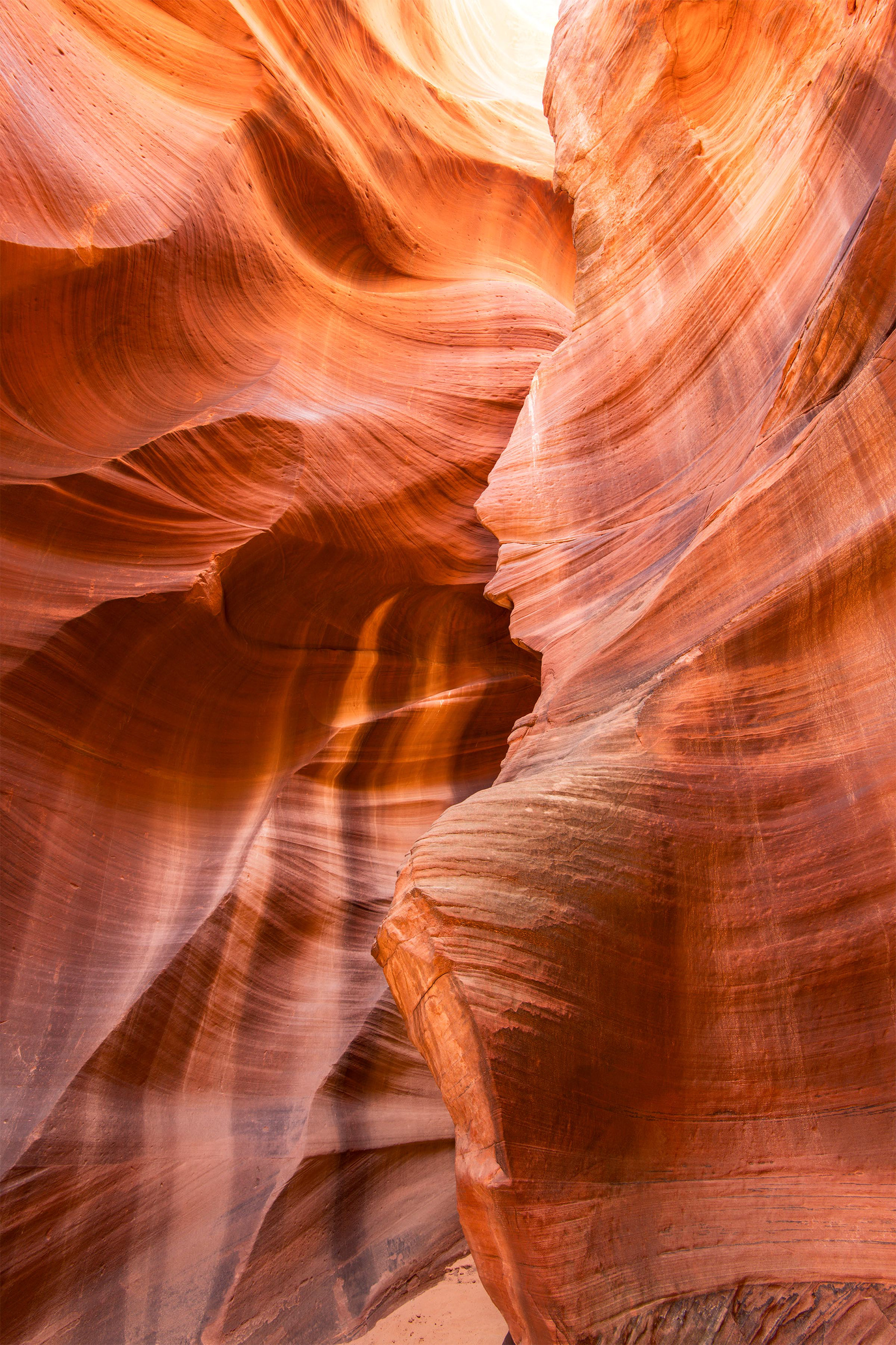 Antelope Cardiac 
