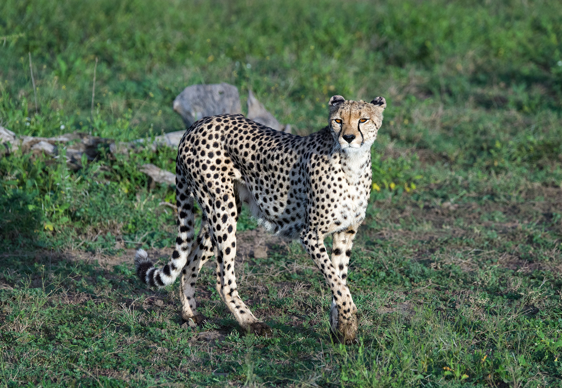 Ndutu, Tanzania