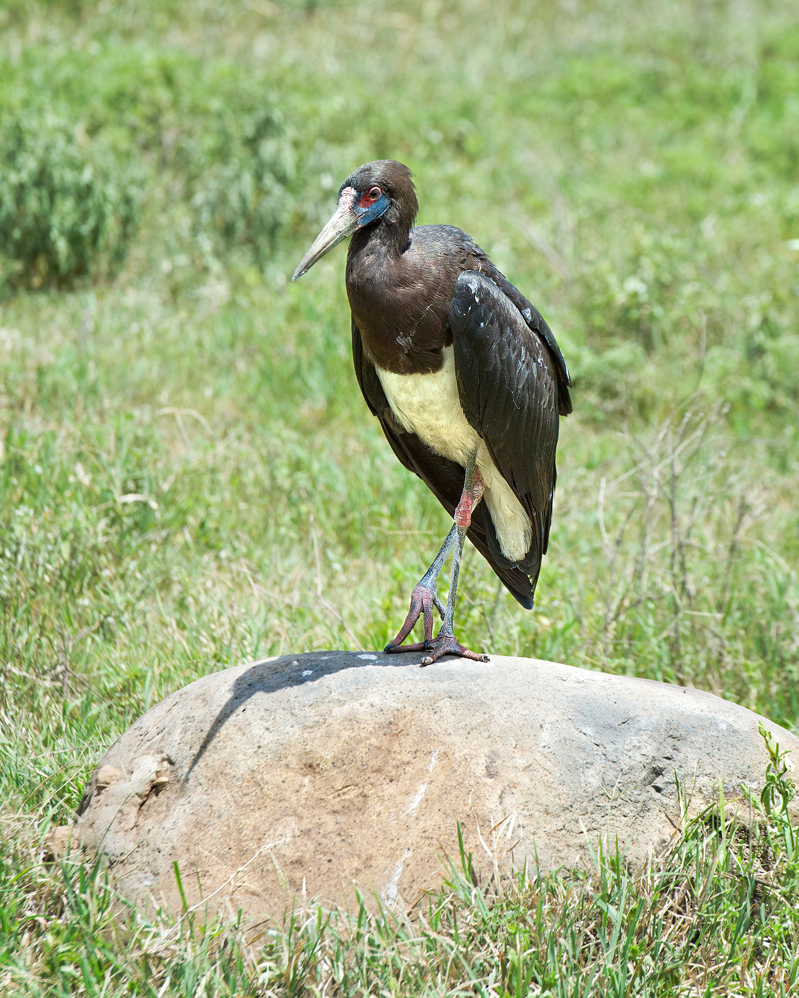Ngorongoro Crater, Tanzania