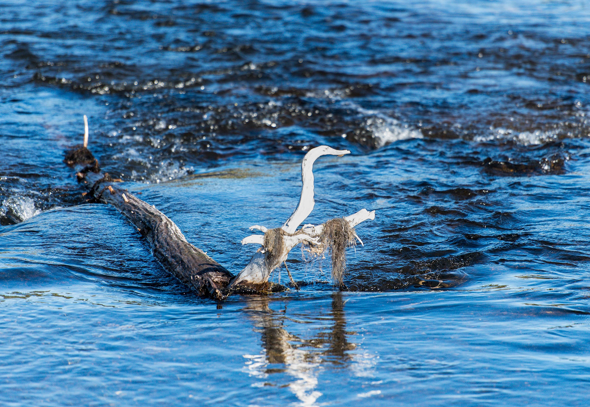 Fire River Egret