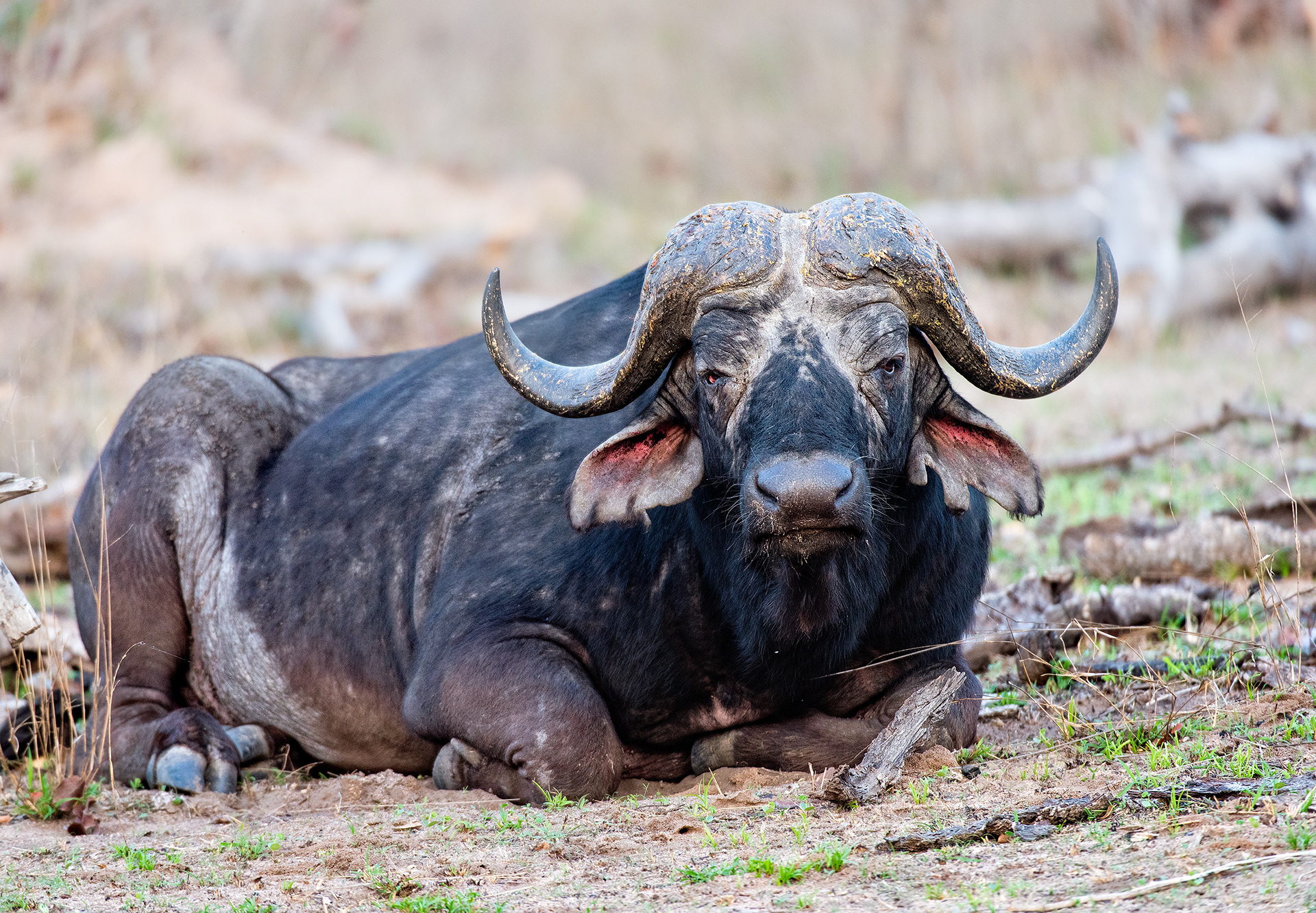 Mala Mala, South Africa