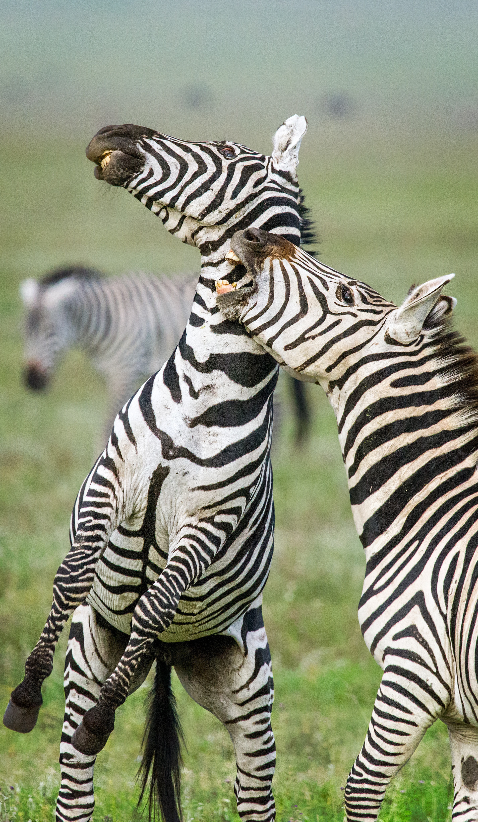 Ngorongoro Crater, Tanzania
