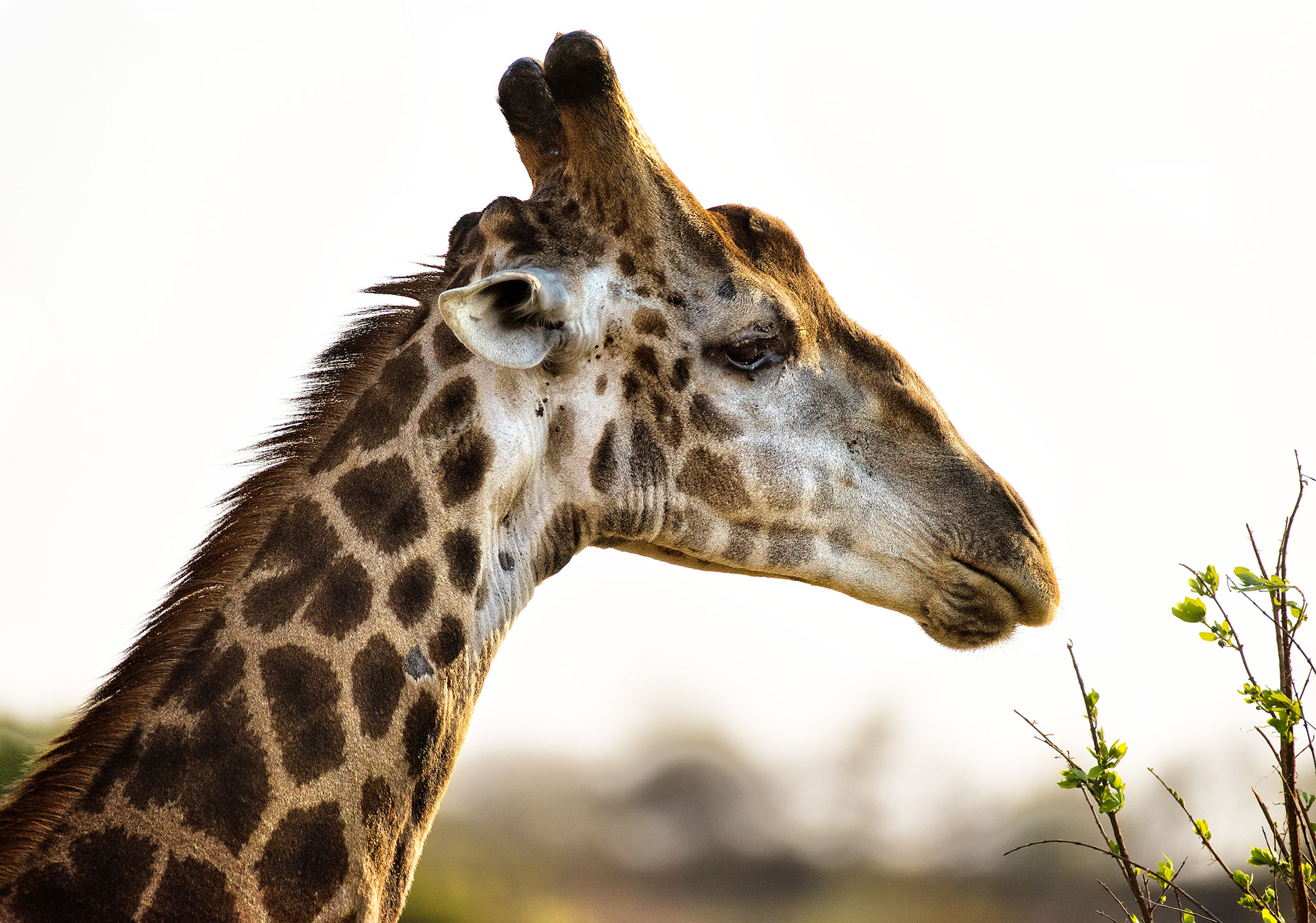 Mala Mala, South Africa