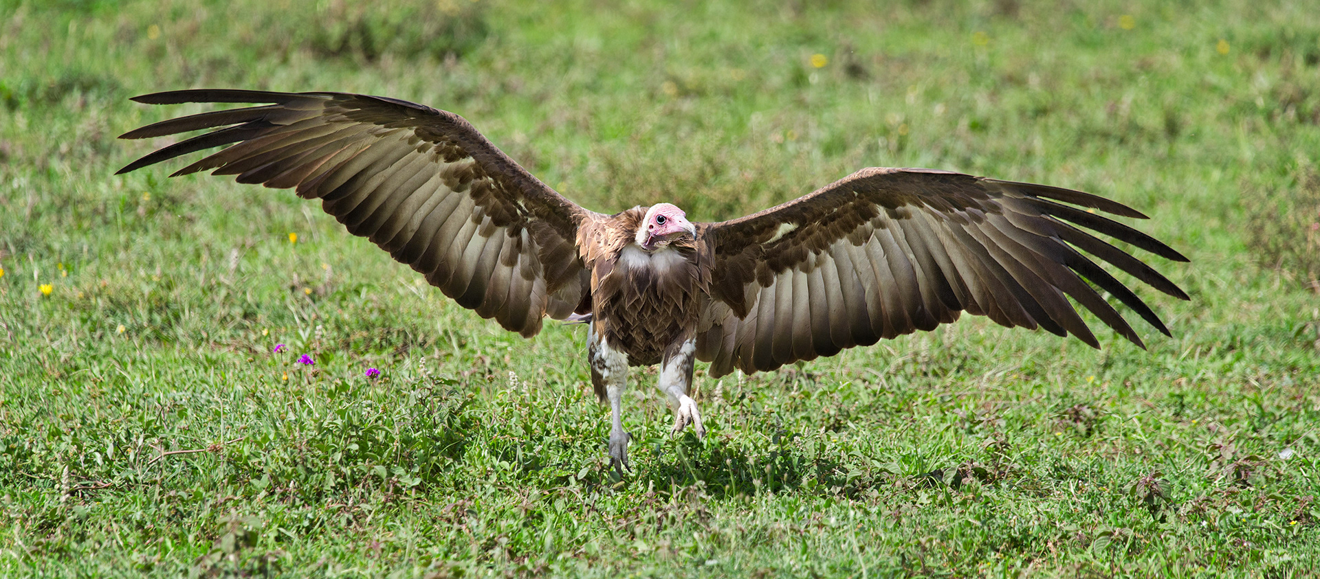 Ndutu, Tanzania