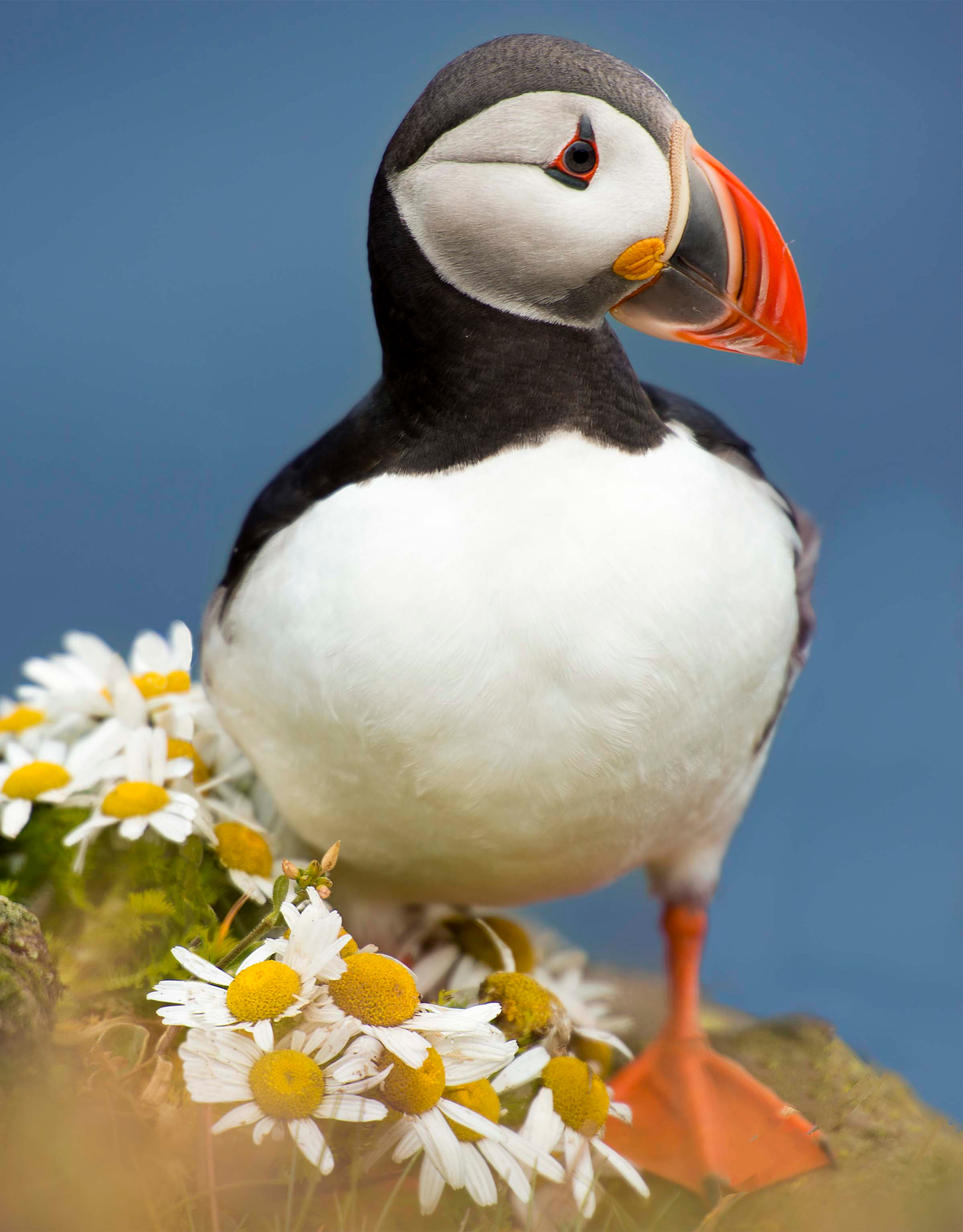 Puffin, Latrabjarg