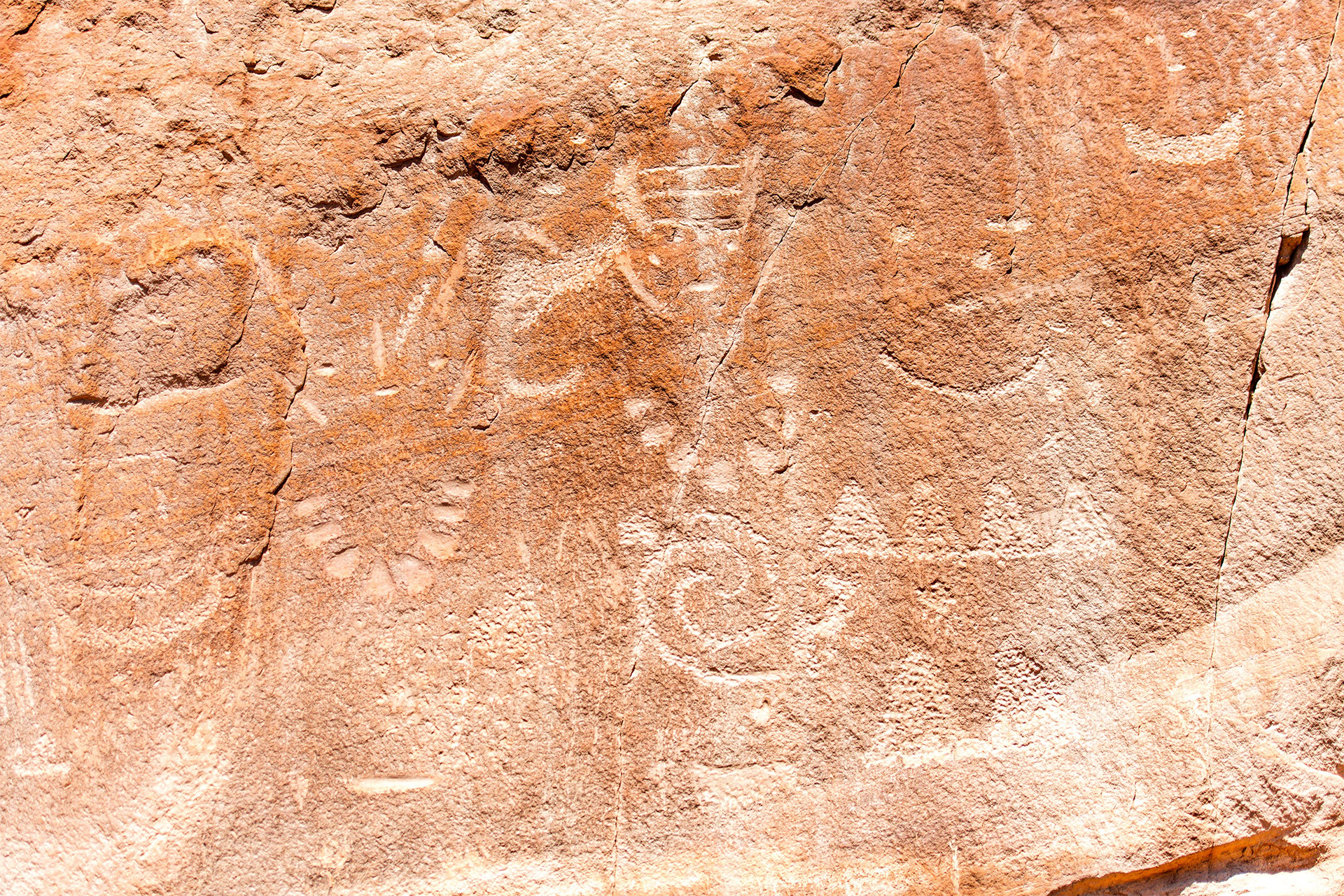Dinosaur NM