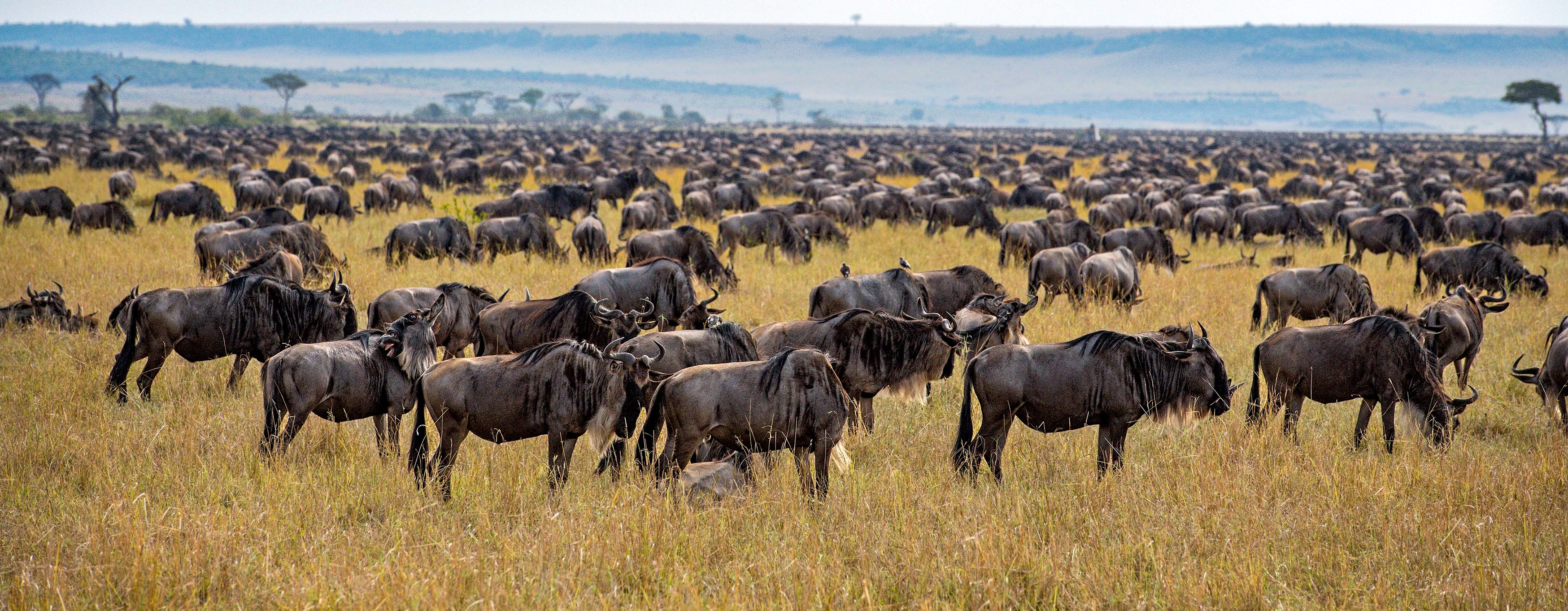 Northern Serengeti